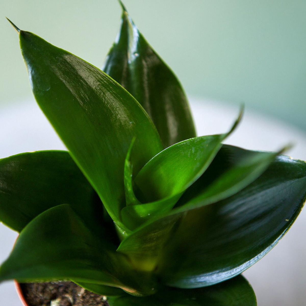 snake plant jade Snake Plant "Black Jade Hahnii"