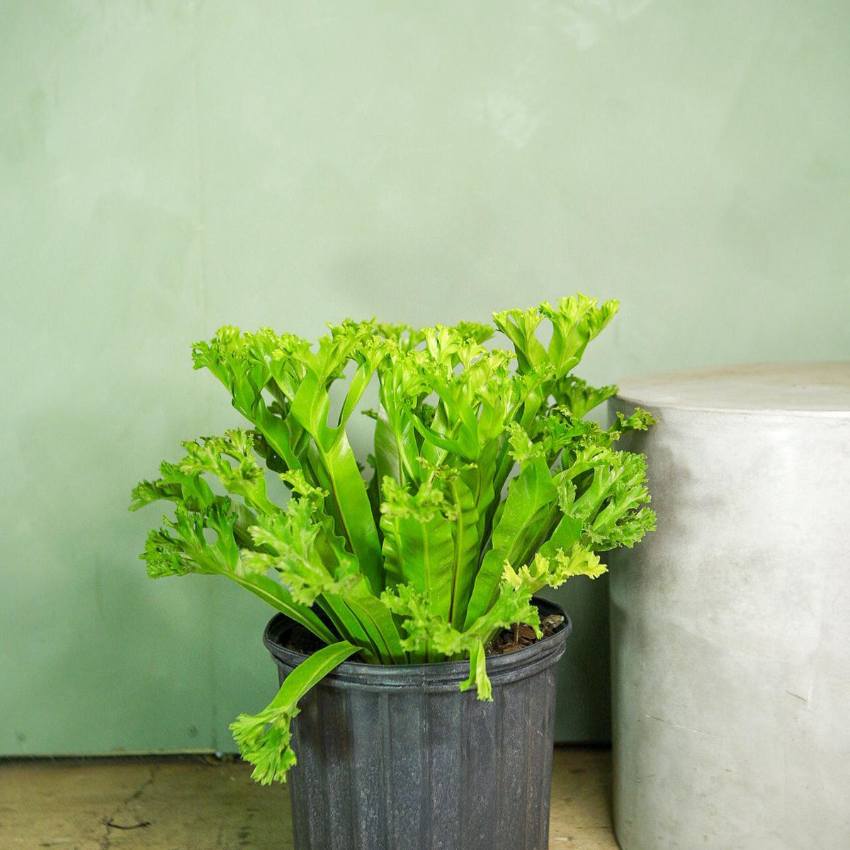Birds Nest Fern 'Leslie'