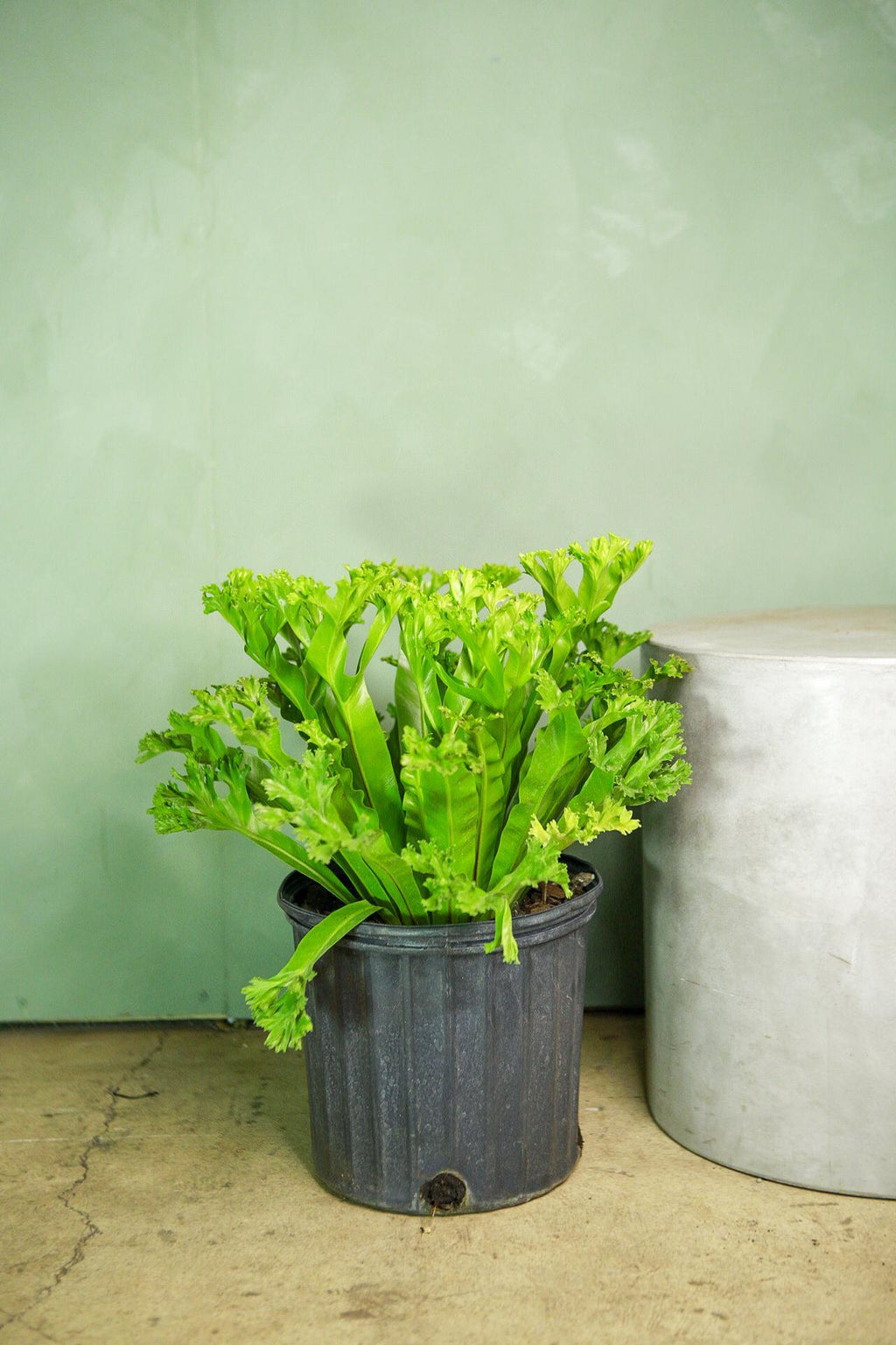 bird's nest fern 32.5 Birds Nest Fern 'Leslie'