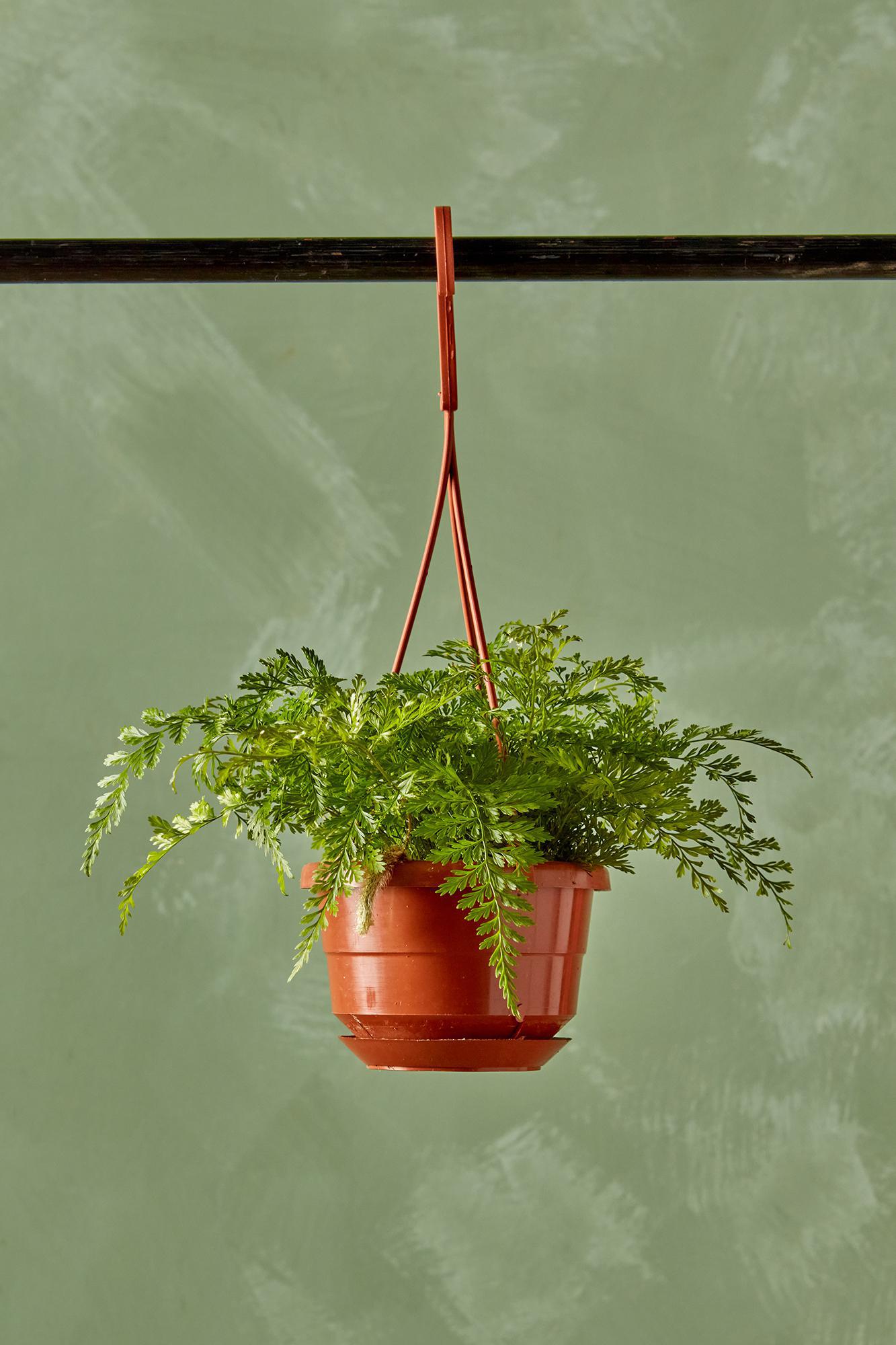 Rabbit's Foot Fern