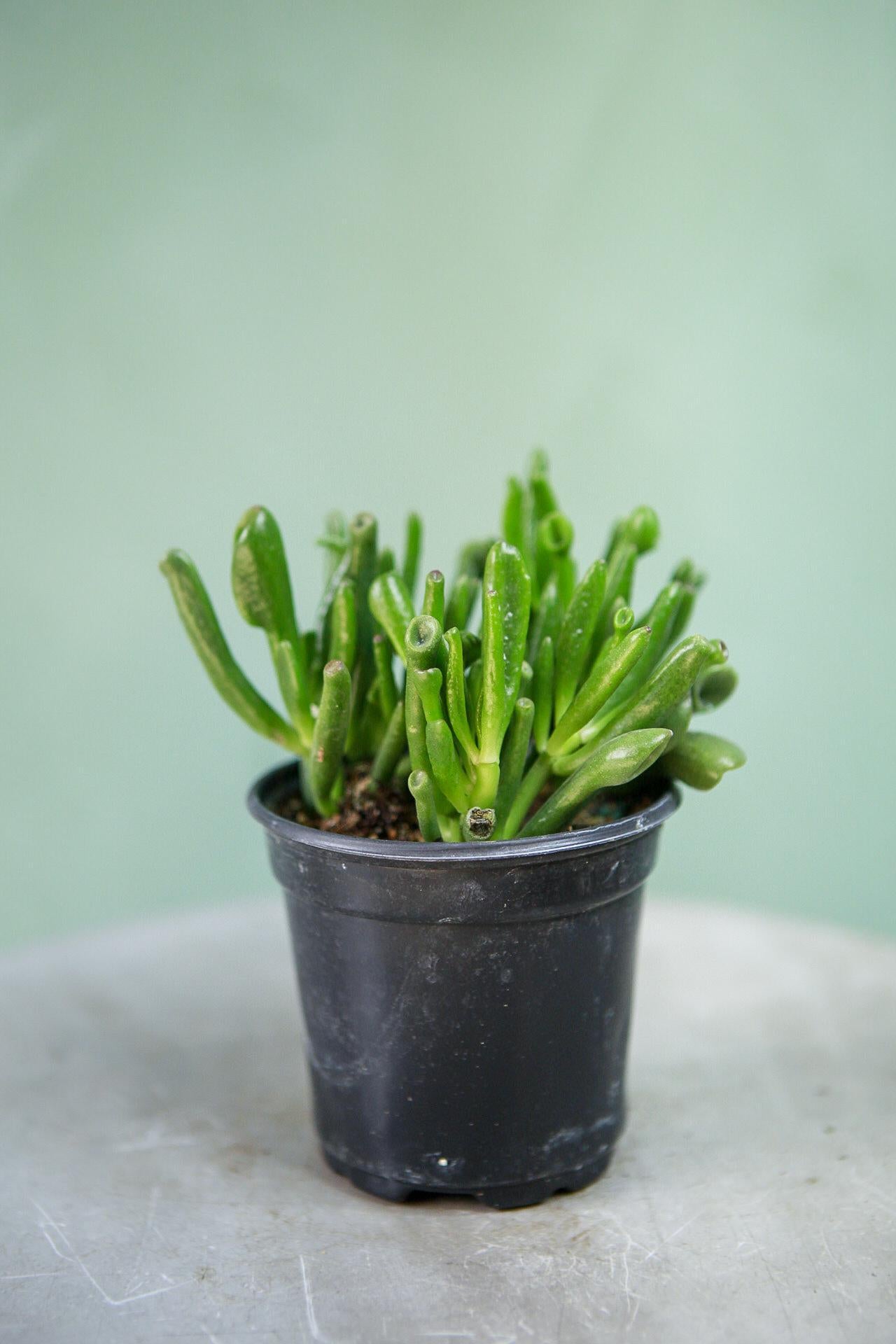 Jade Plant 'Hobbit'