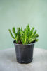 Jade Plant 'Hobbit'