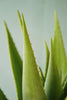 Hairy Green Aloe