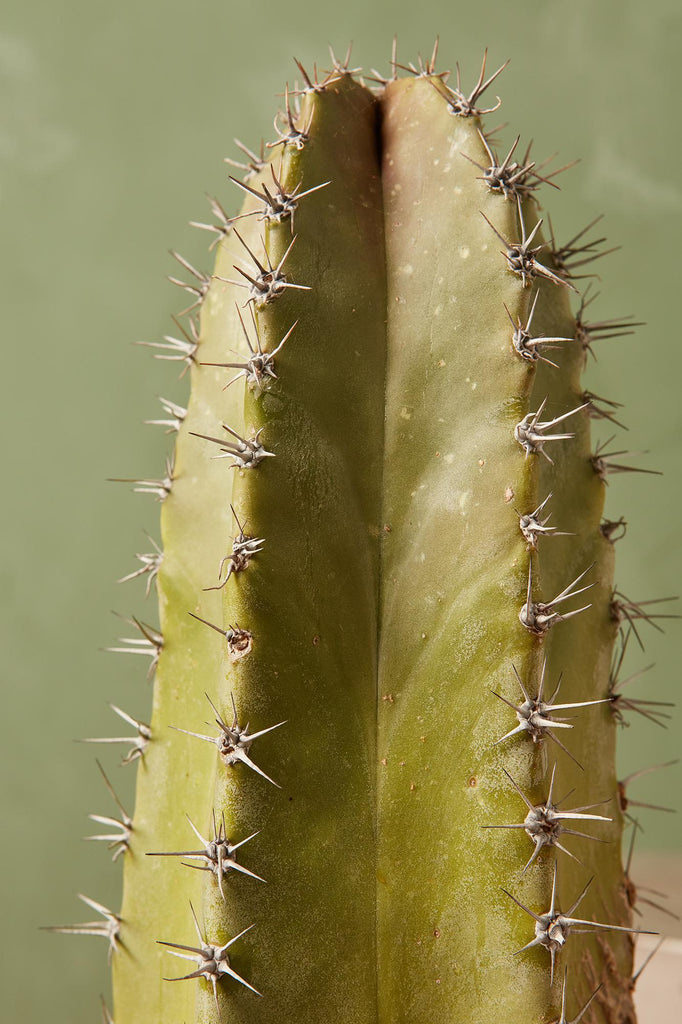 Senita Cactus