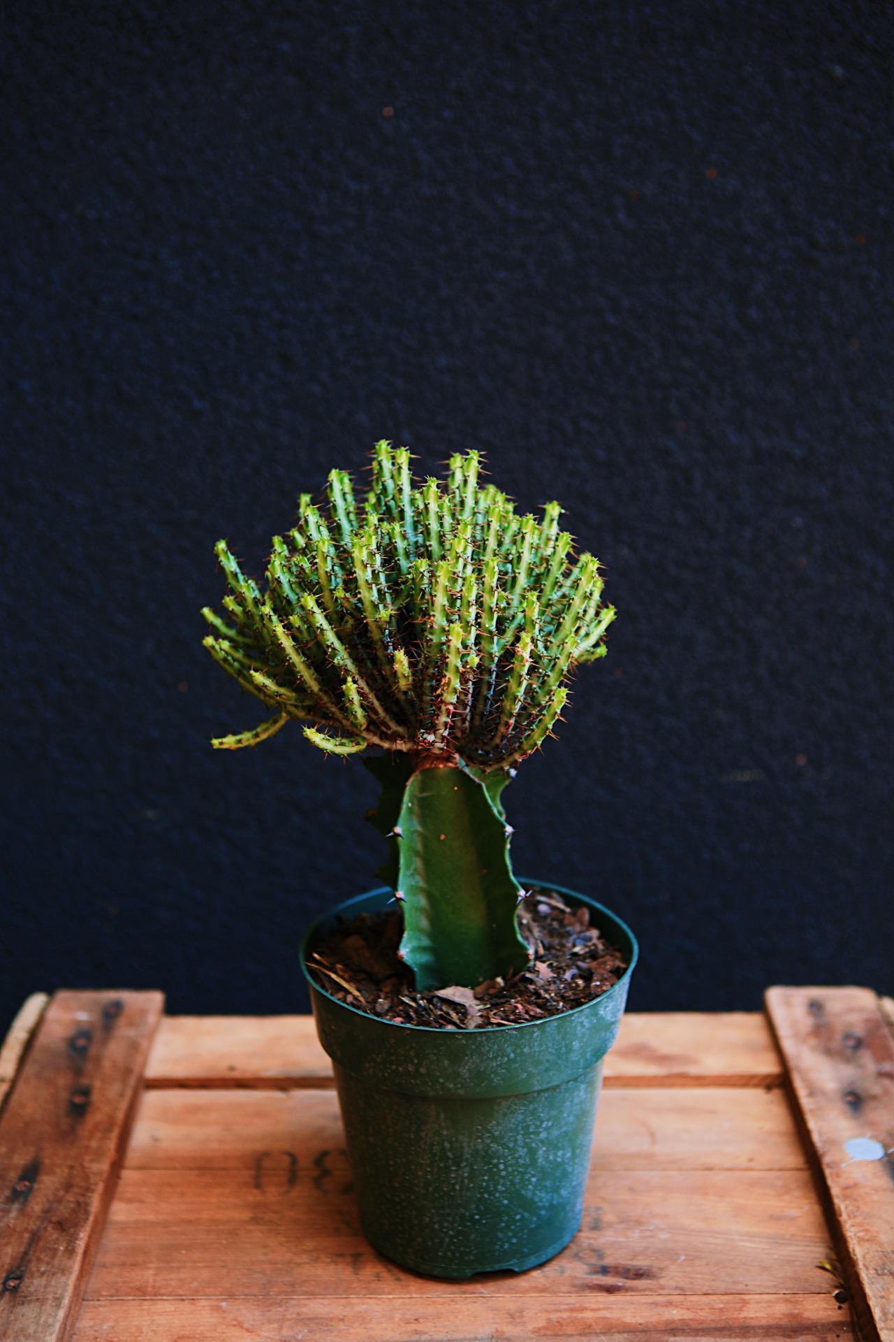 Assorted Cactus