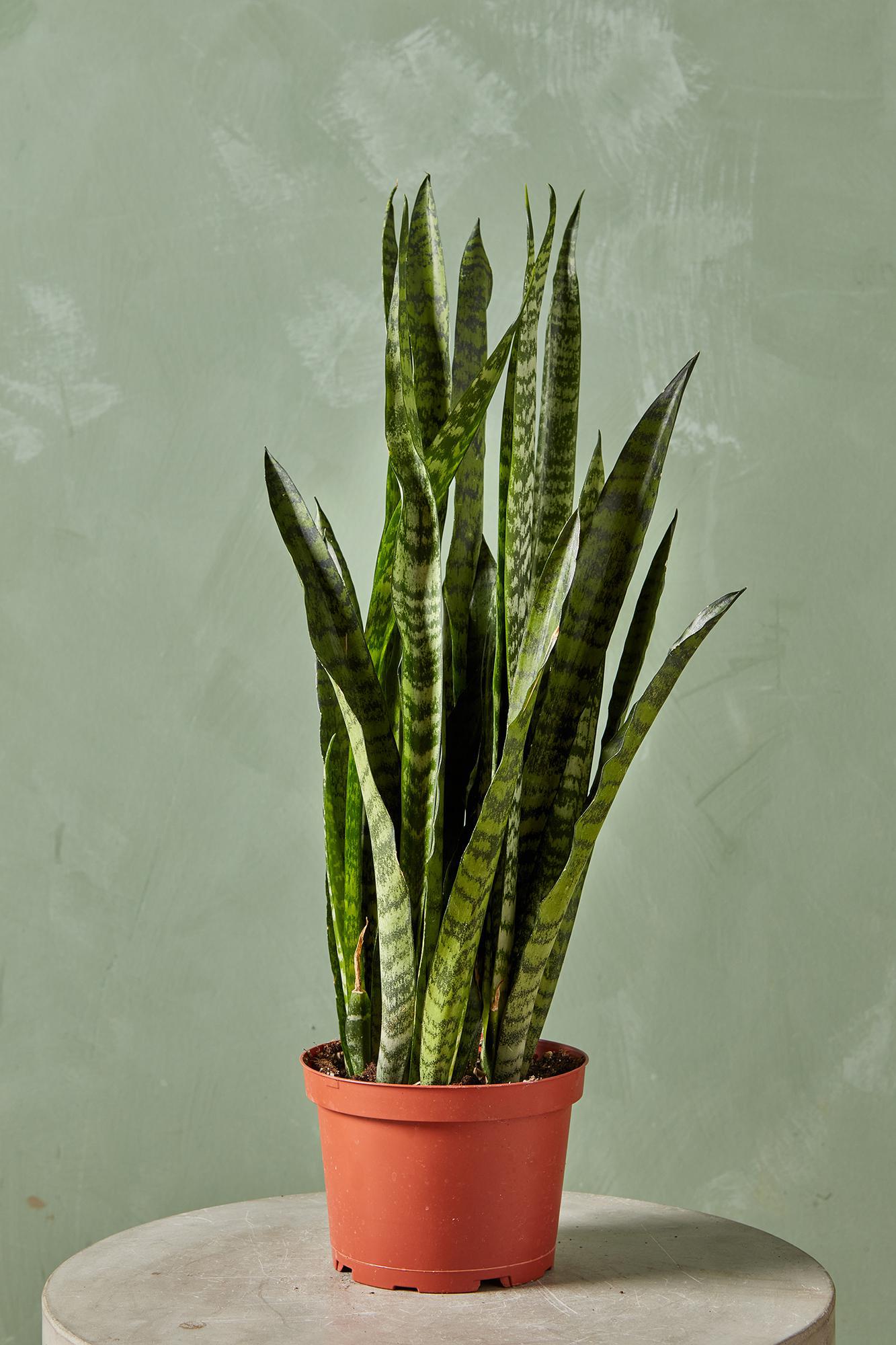 Snake Plant 'Zeylanica'