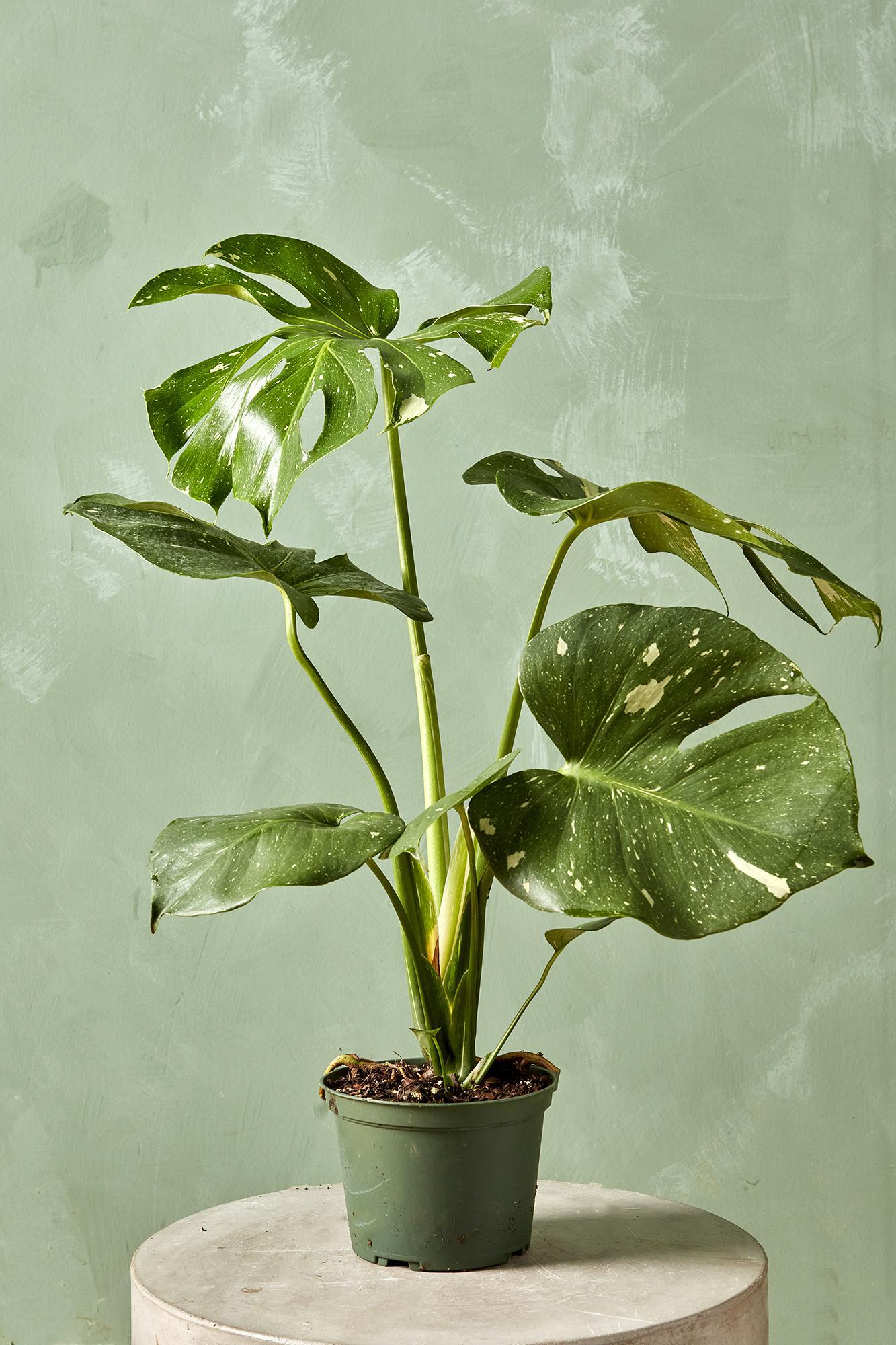 Monstera 'Thai Constellation'