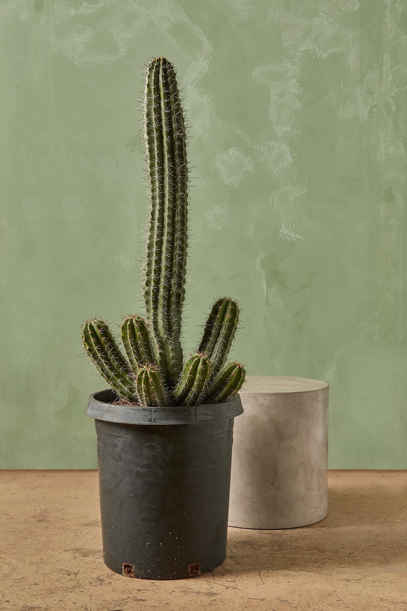 Organ Pipe Cactus