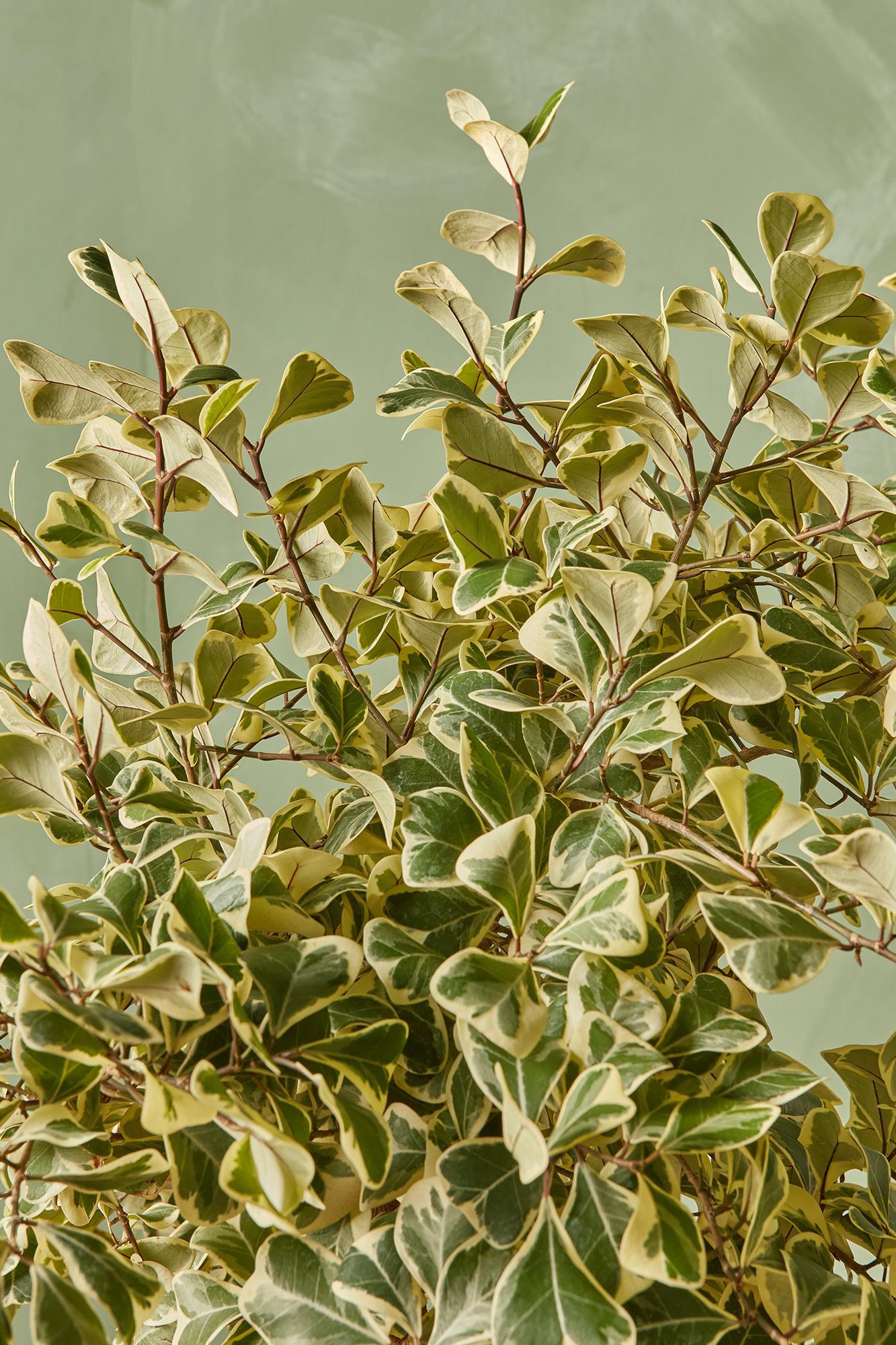 Ficus Triangularis