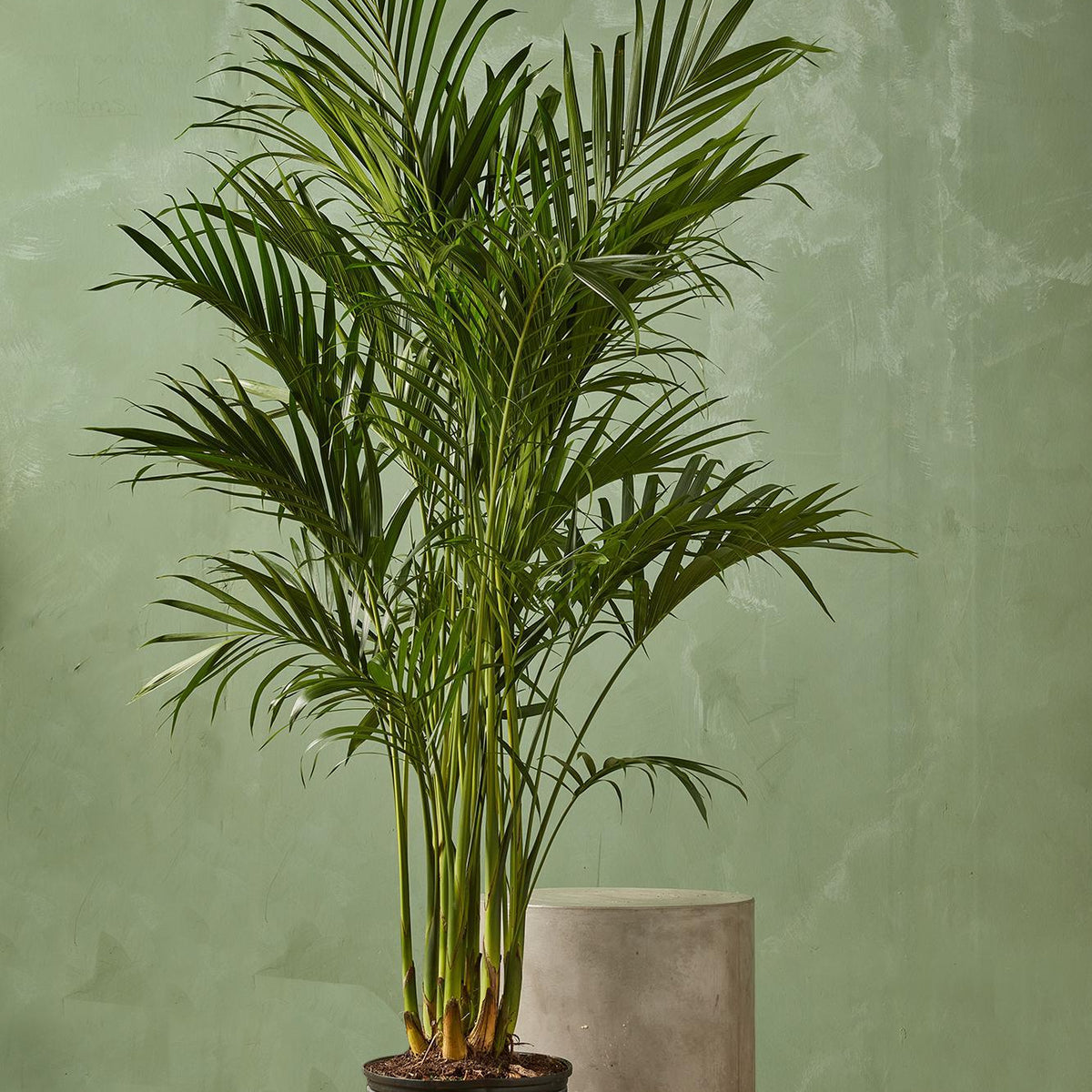 cat palm seed pods Cat Palm 10