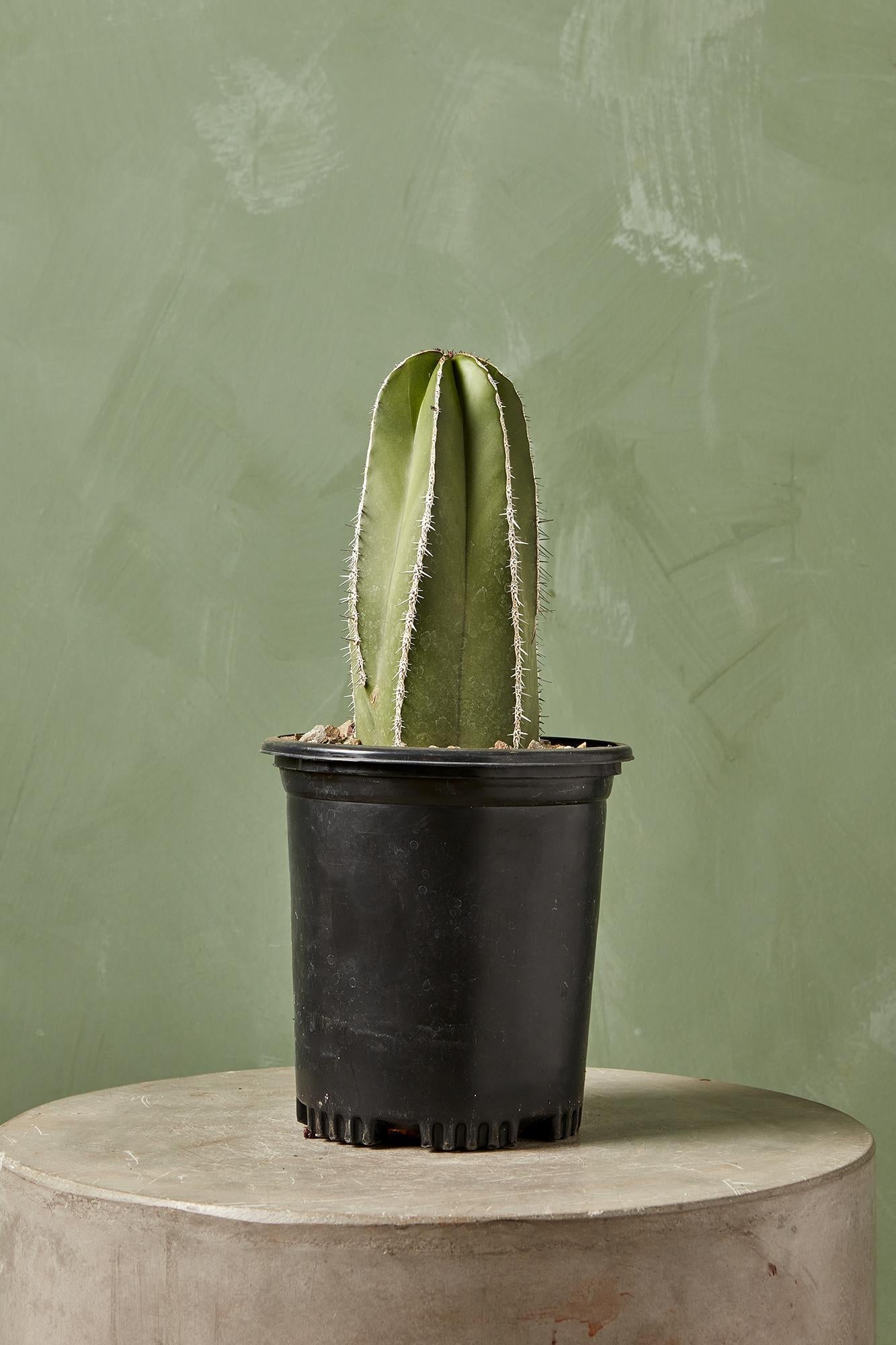 Mexican Fence Post Cactus