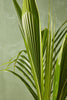 Dwarf Malayan Coconut Palm