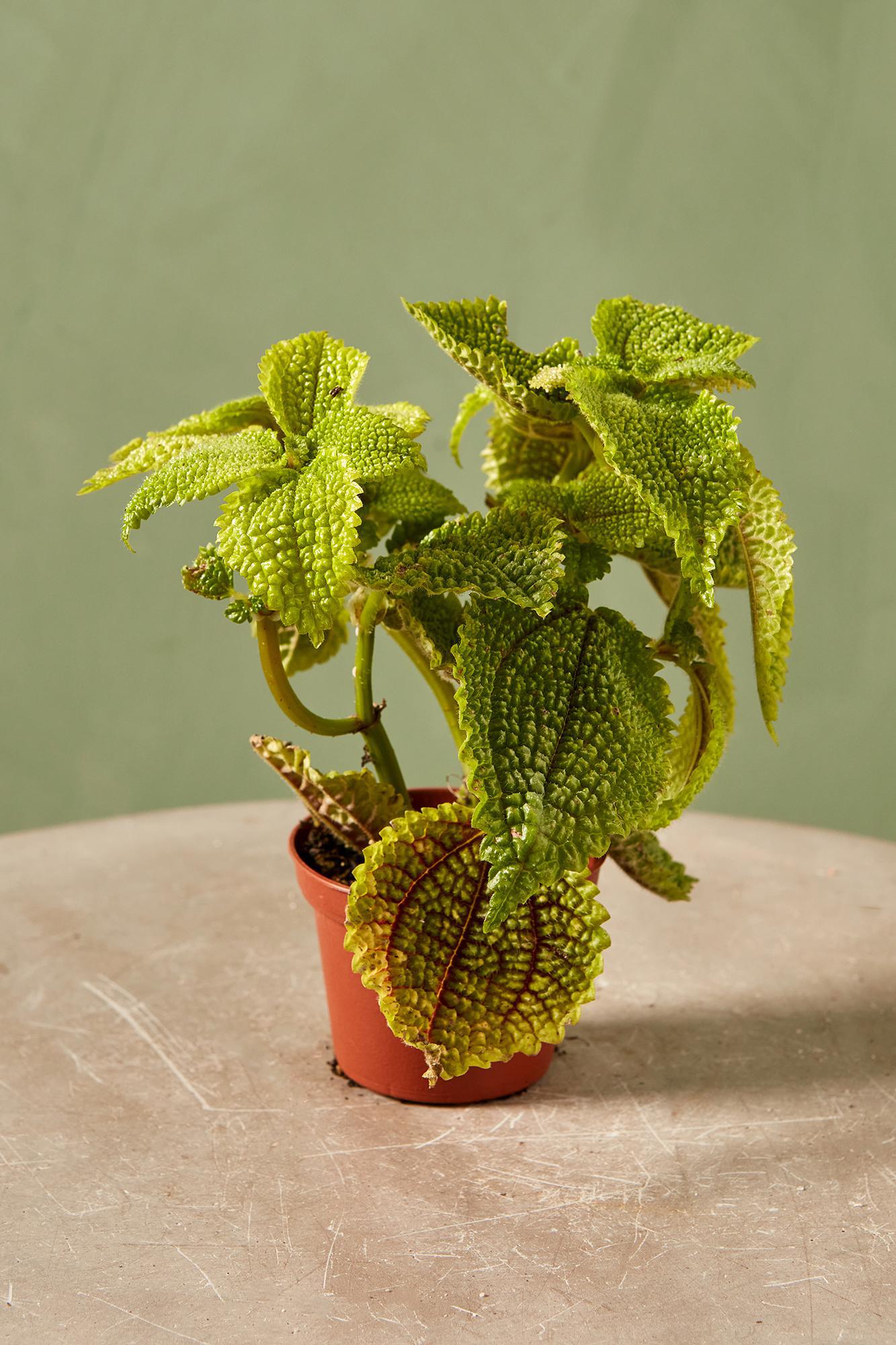 Pilea 'Moon Valley'