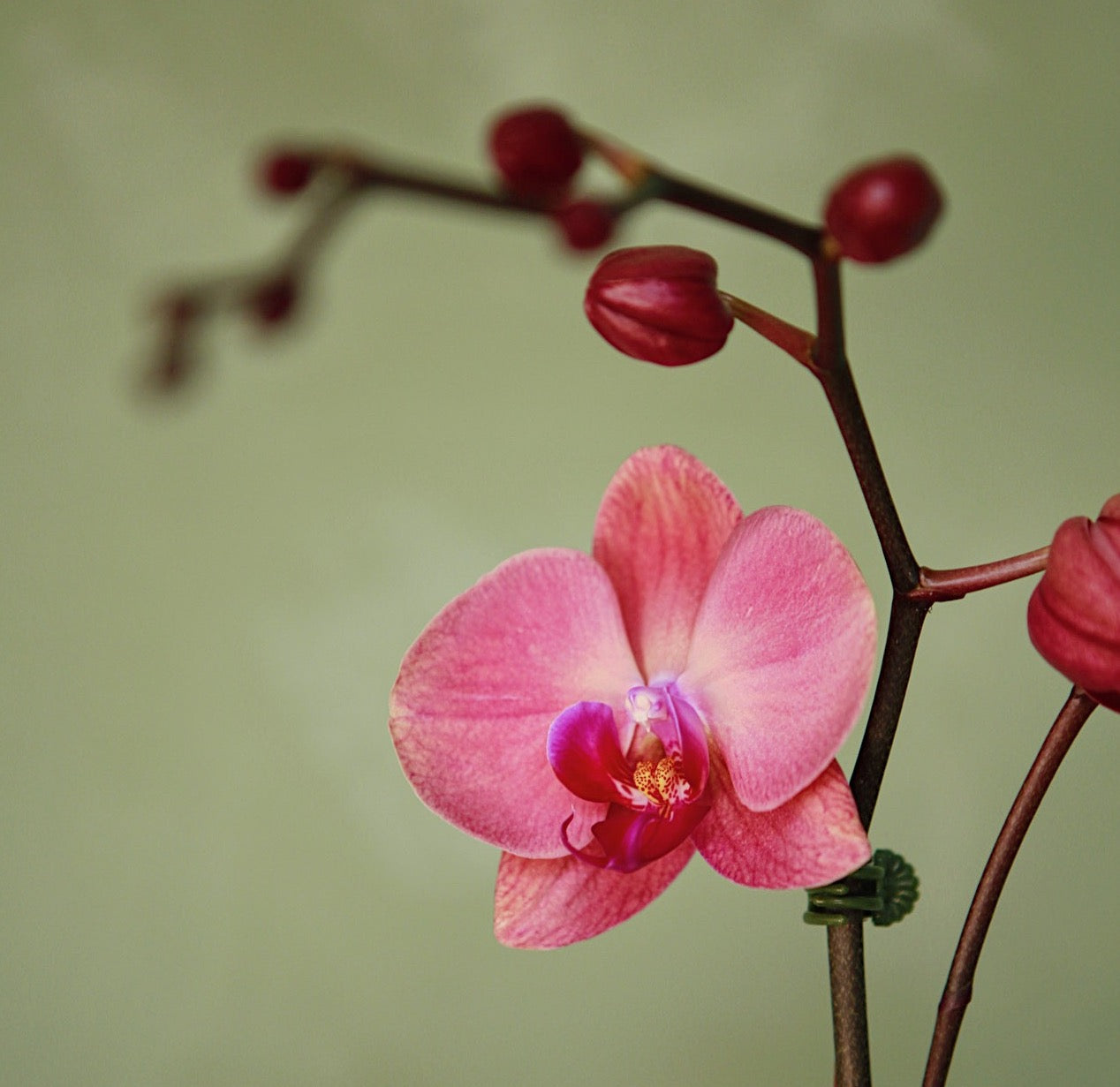 Orchid Basics at RW Cabin John 11/24 @ 7PM