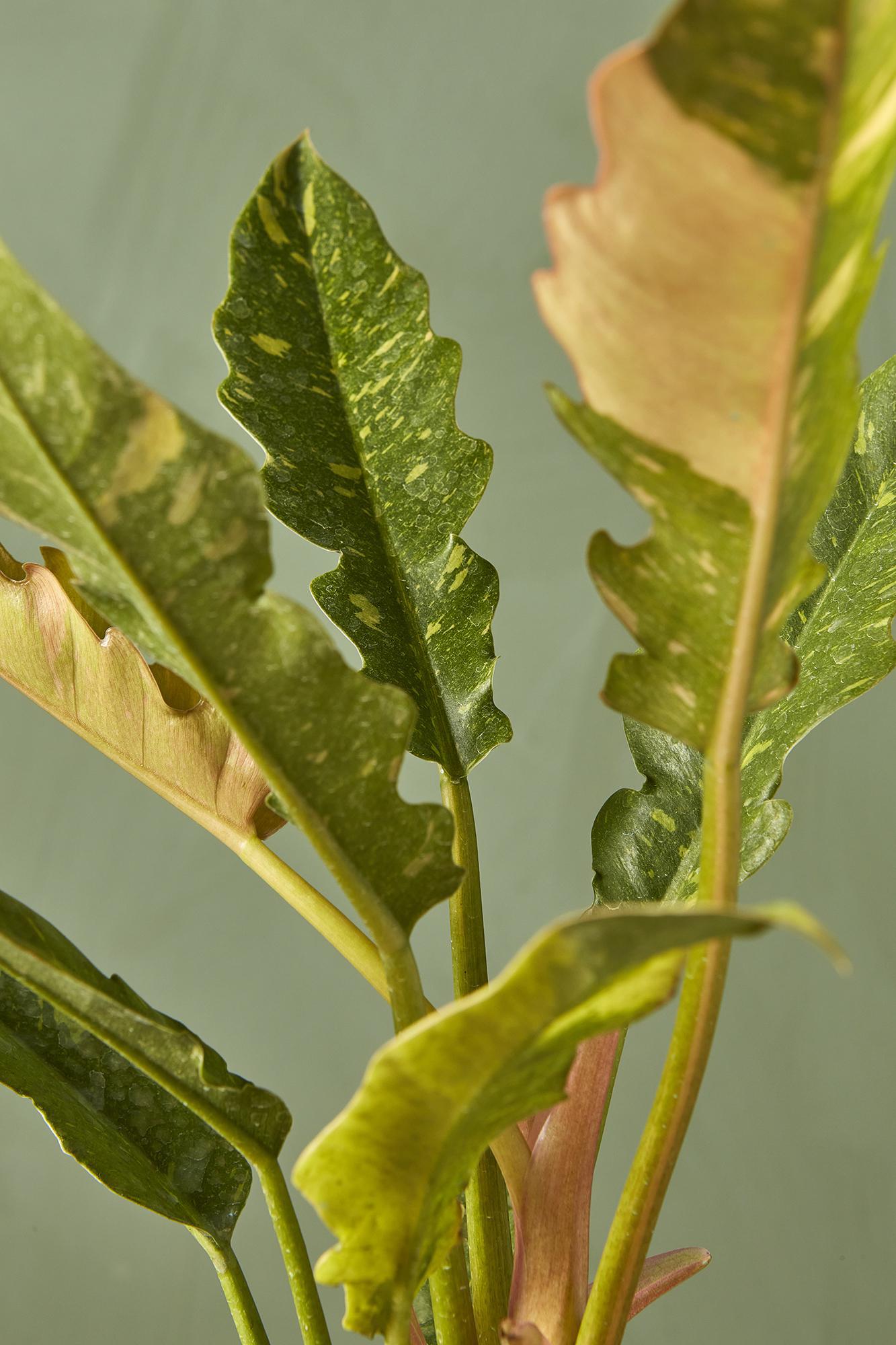 Philodendron 'Ring of Fire'