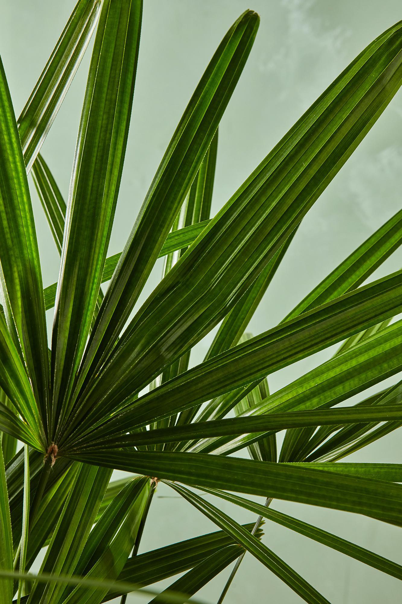 Lady Palm