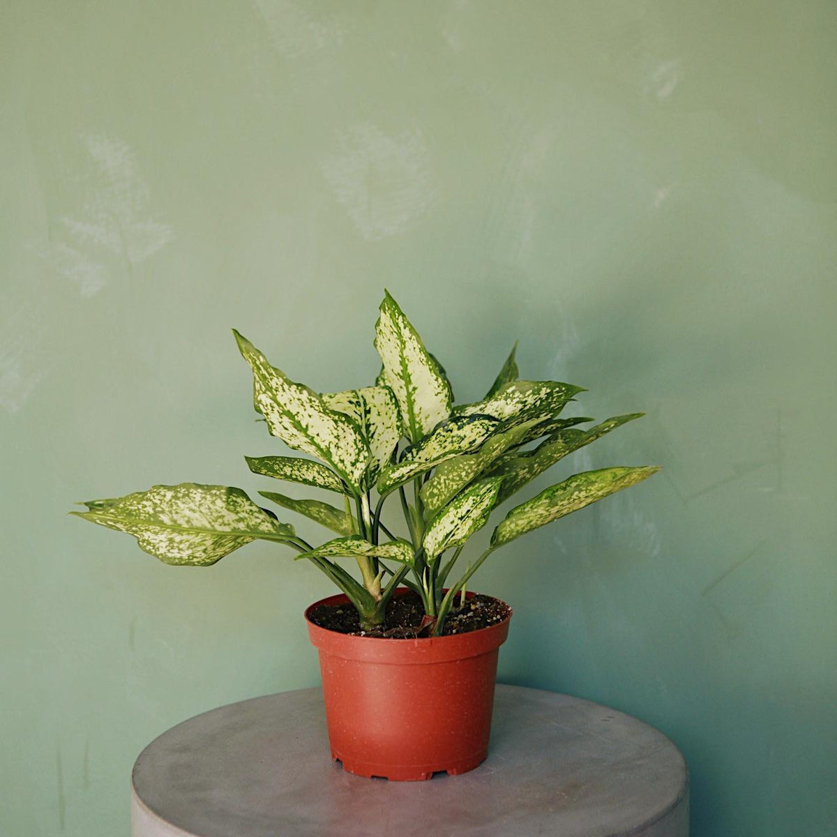 Aglaonema 'Osaka'