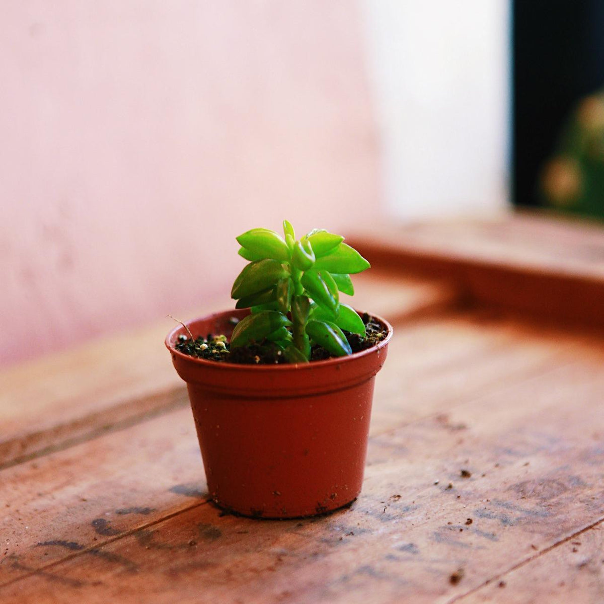 taco leaf succulent Green Taco Plant