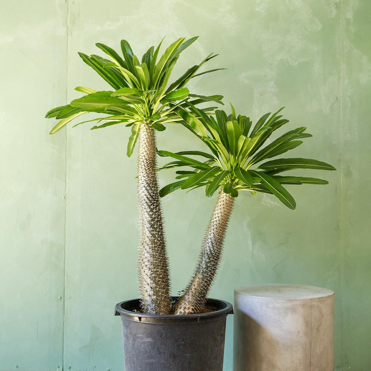 african palm tree succulent Madagascar Palm