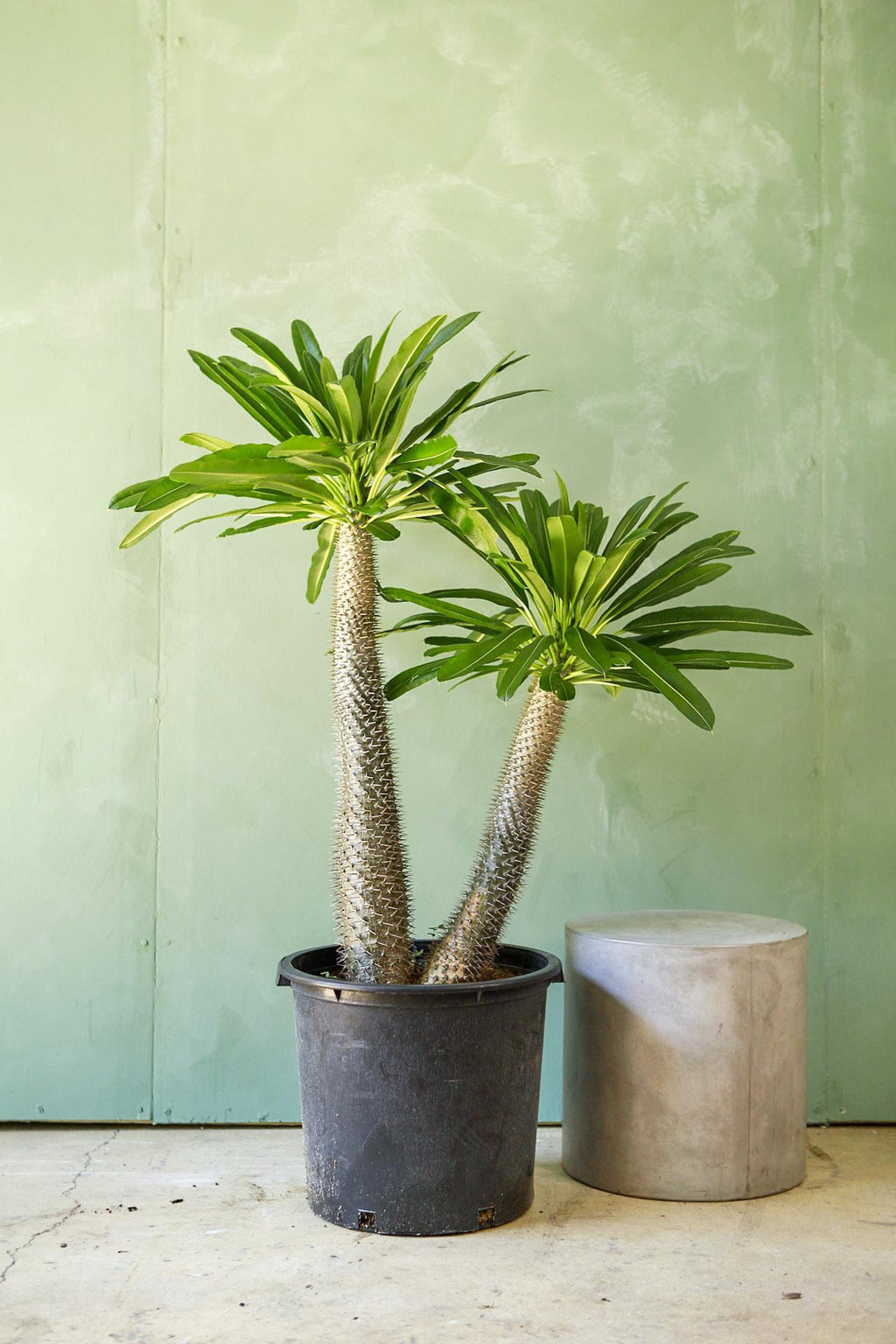 plant from madagascar Madagascar Palm 4
