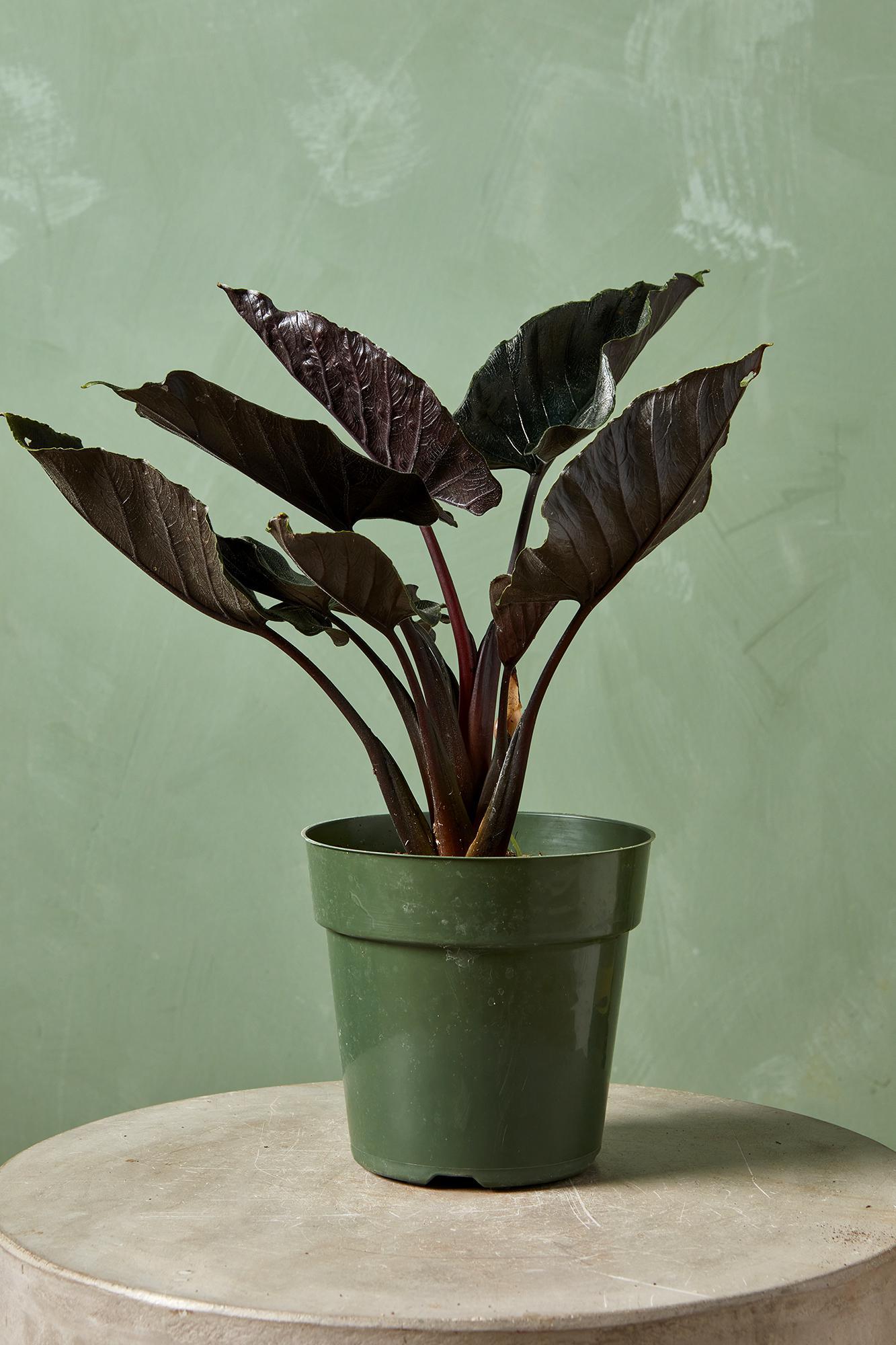 Alocasia 'Antoro Velvet'