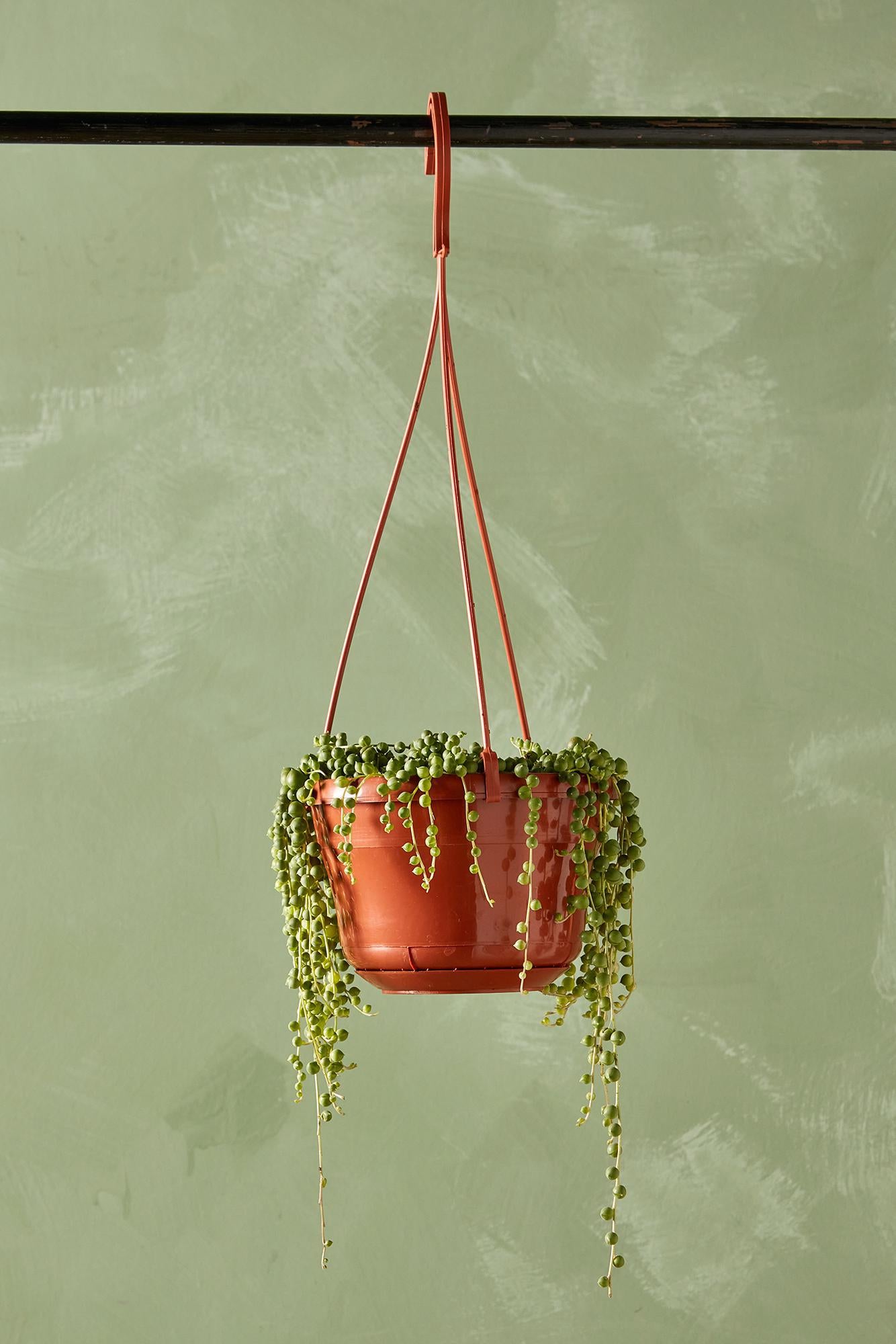 String of Pearls