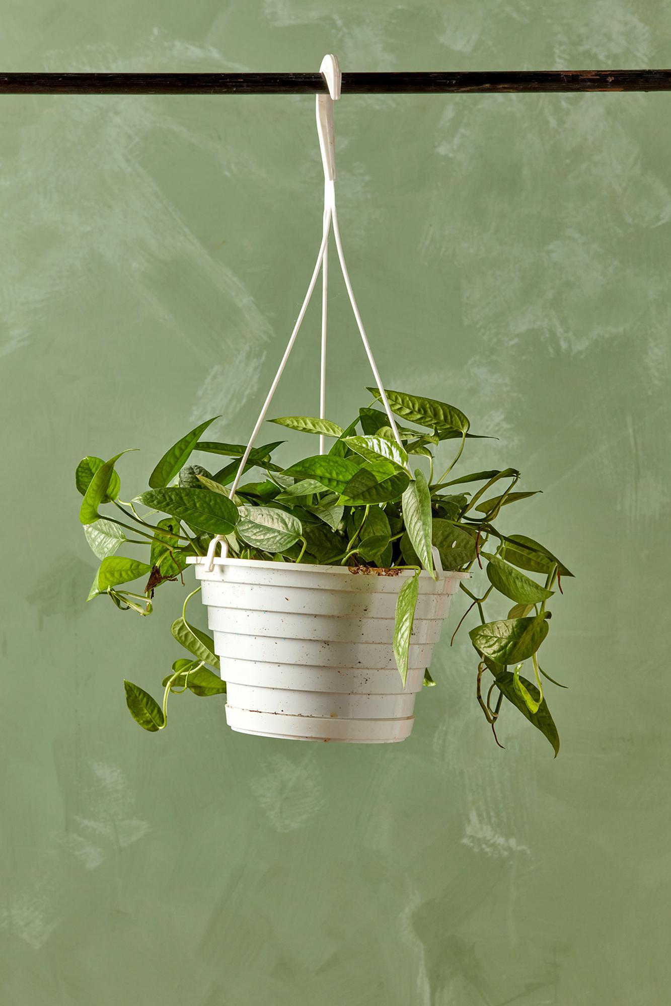 Philodendron 'Cebu Blue'