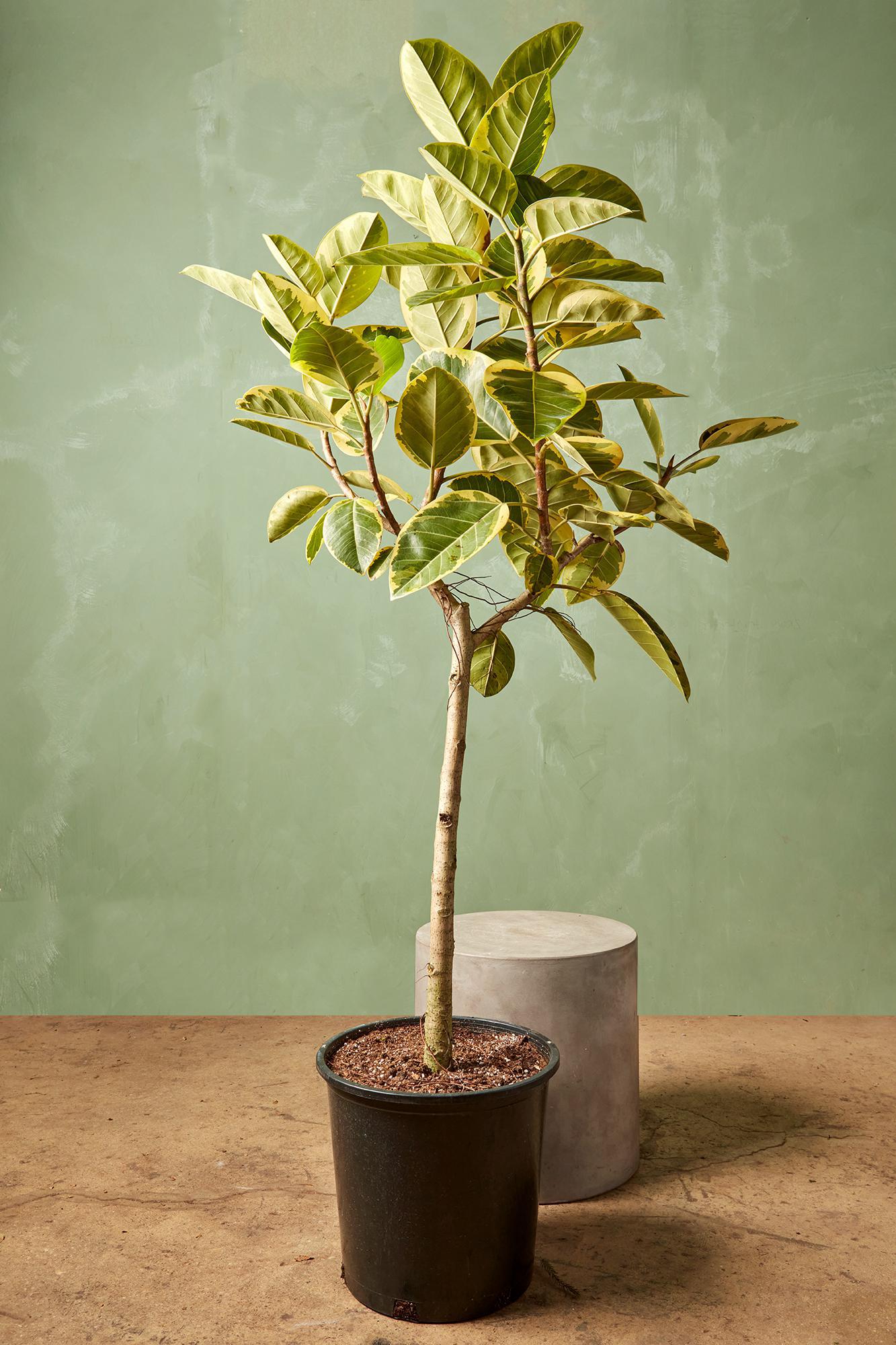 Ficus altissima