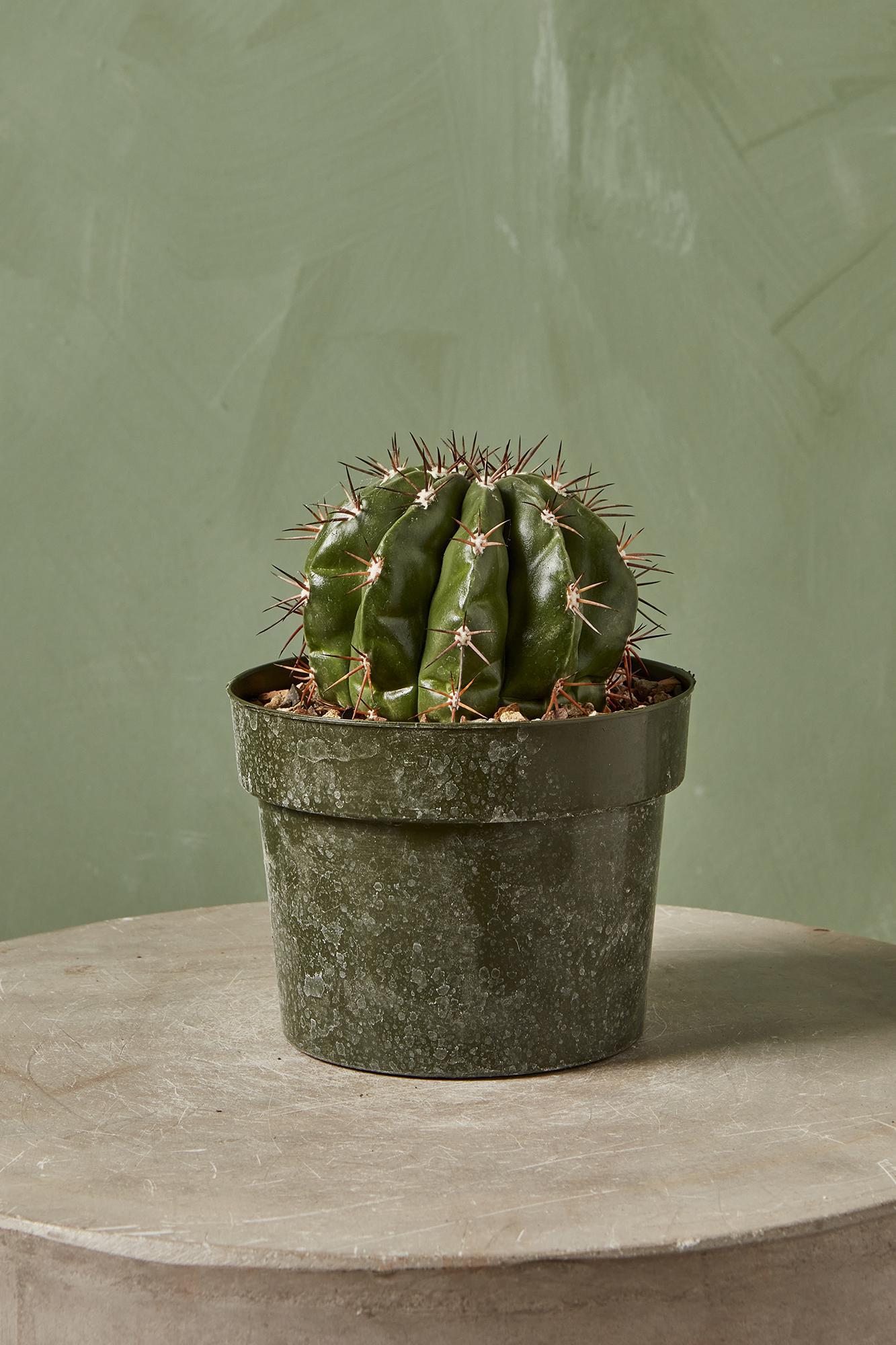 Melon Cactus