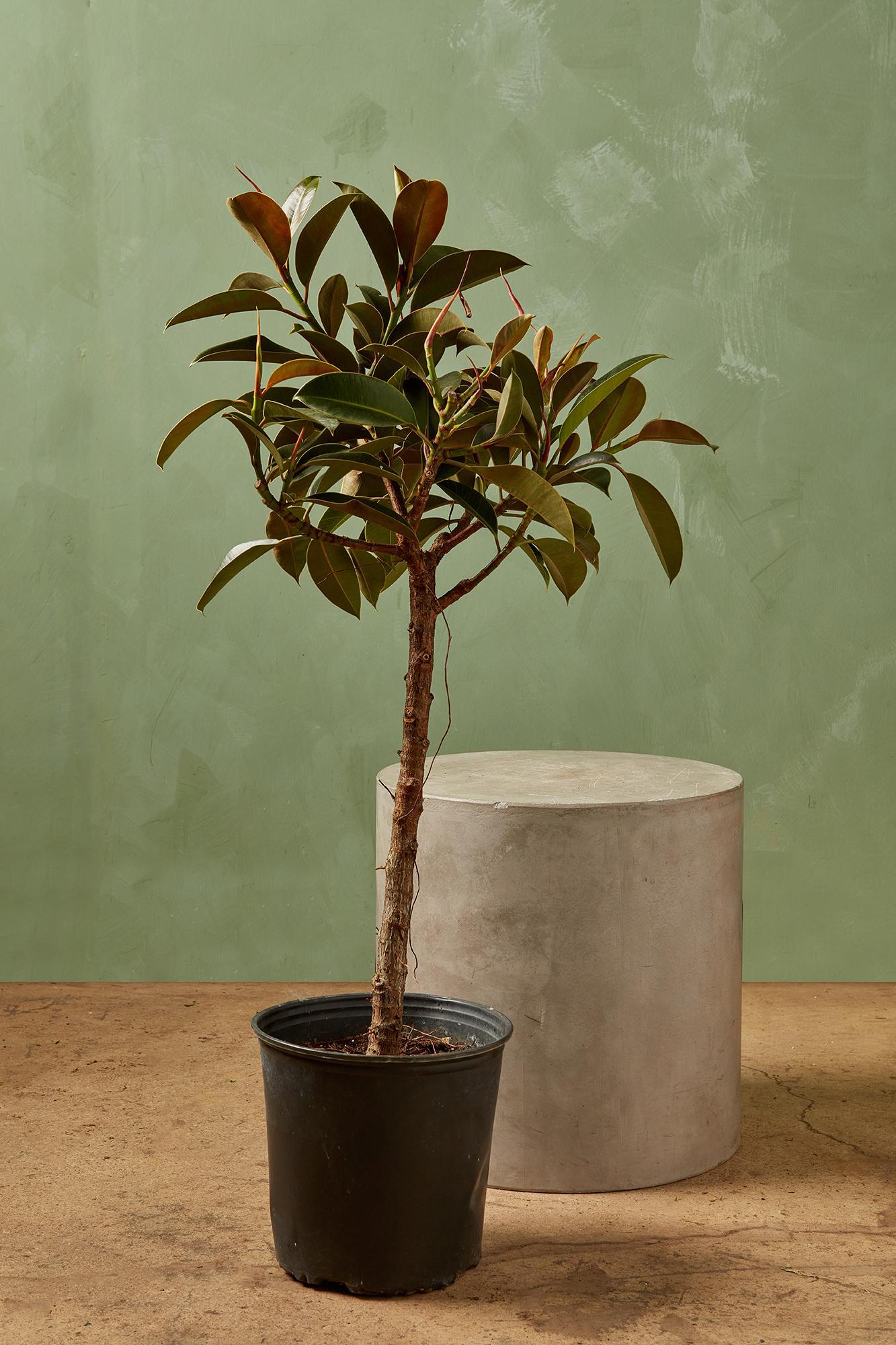 Ficus 'Melany'