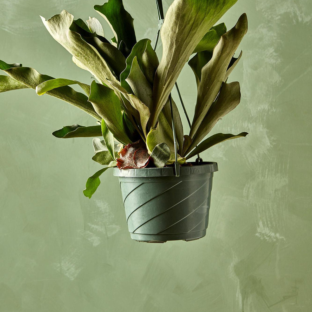 Staghorn Fern