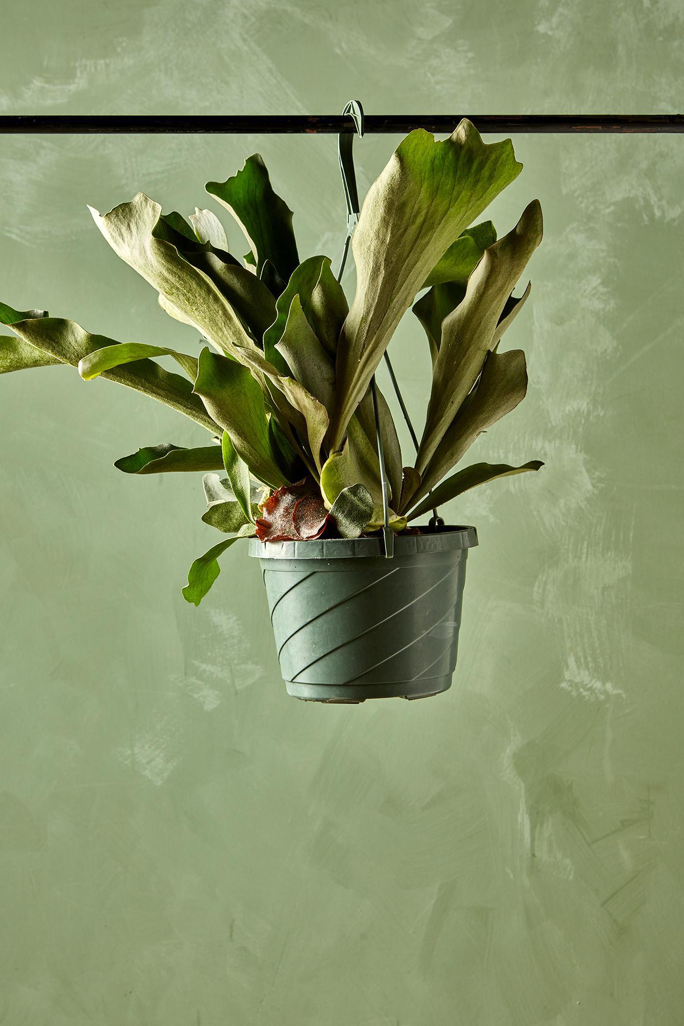 Staghorn Fern