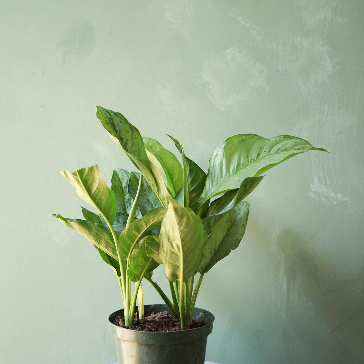 Aglaonema 'BJ Freeman'