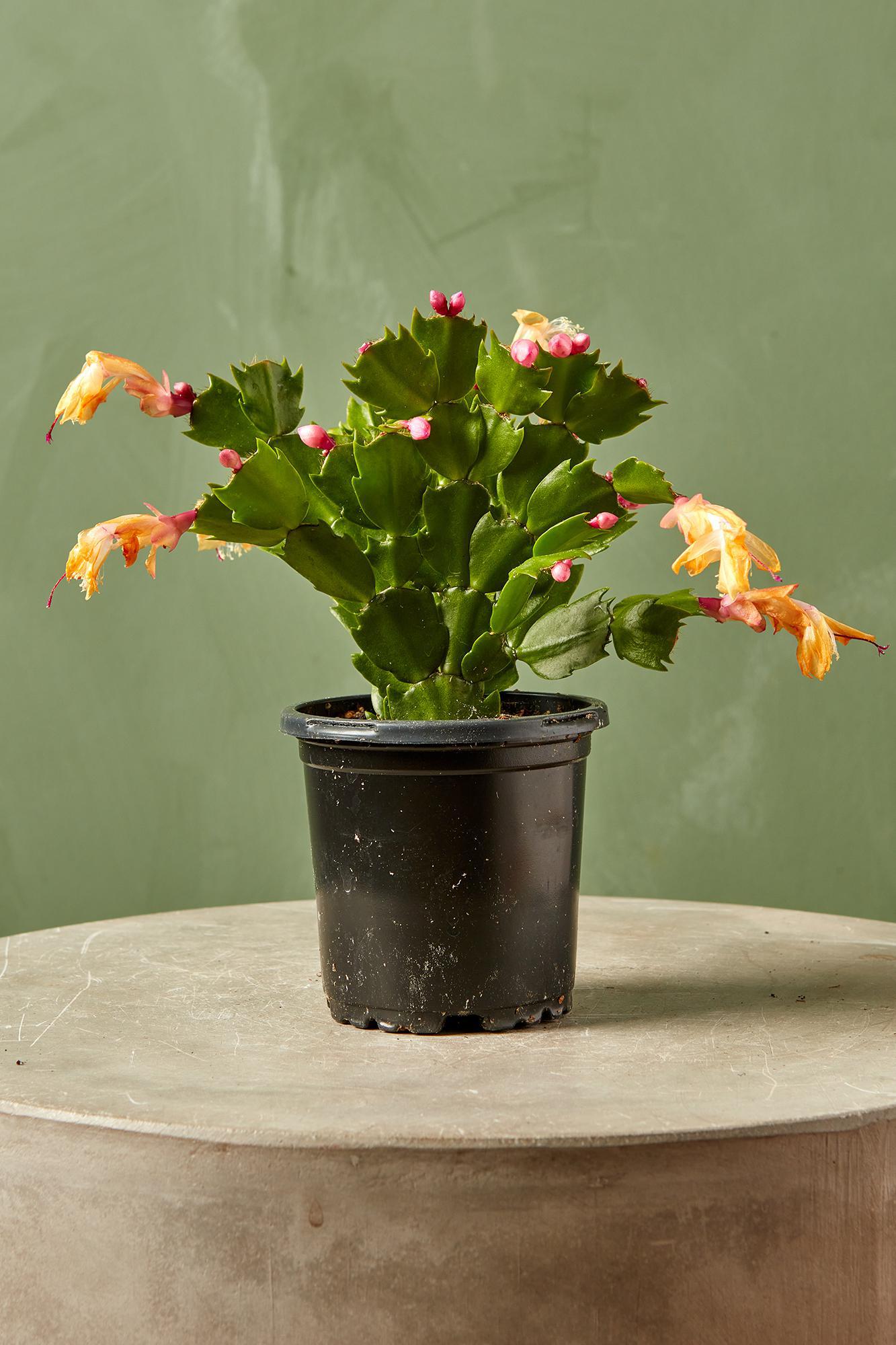 Christmas Cactus