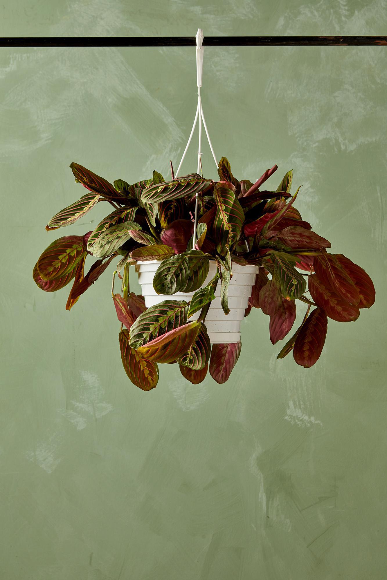 Red Maranta