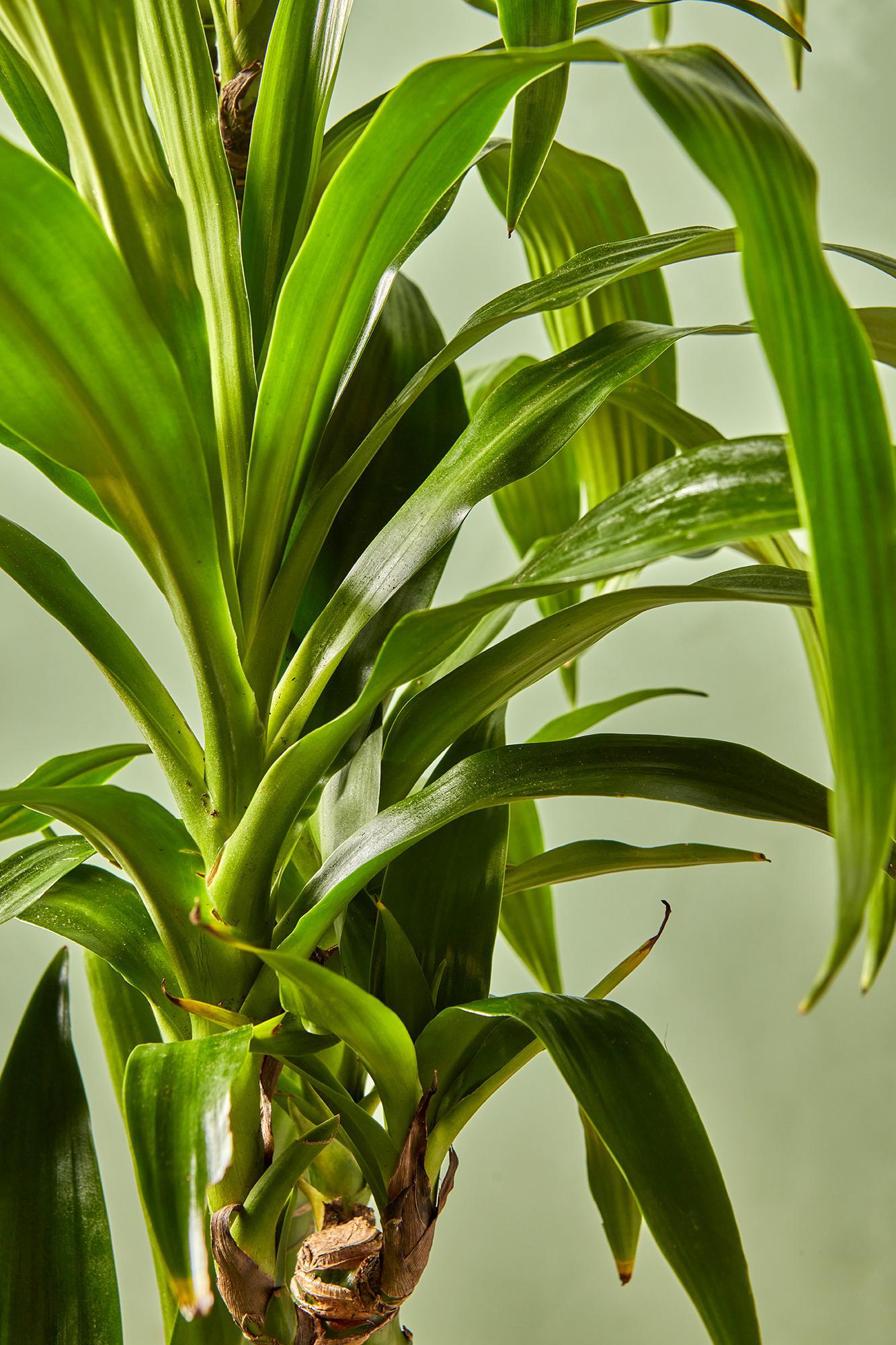 Dracaena Elegance