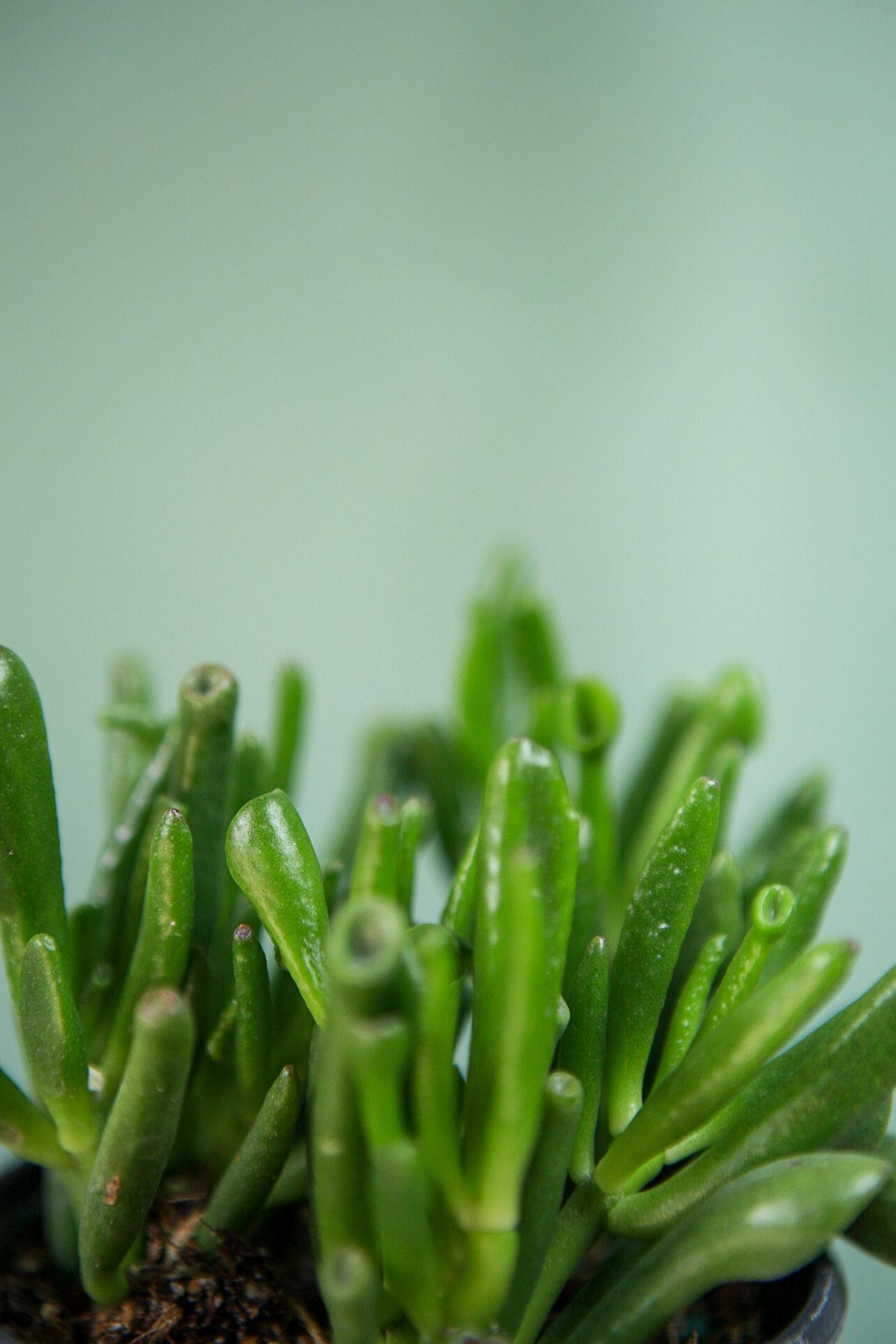 Jade Plant 'Hobbit'