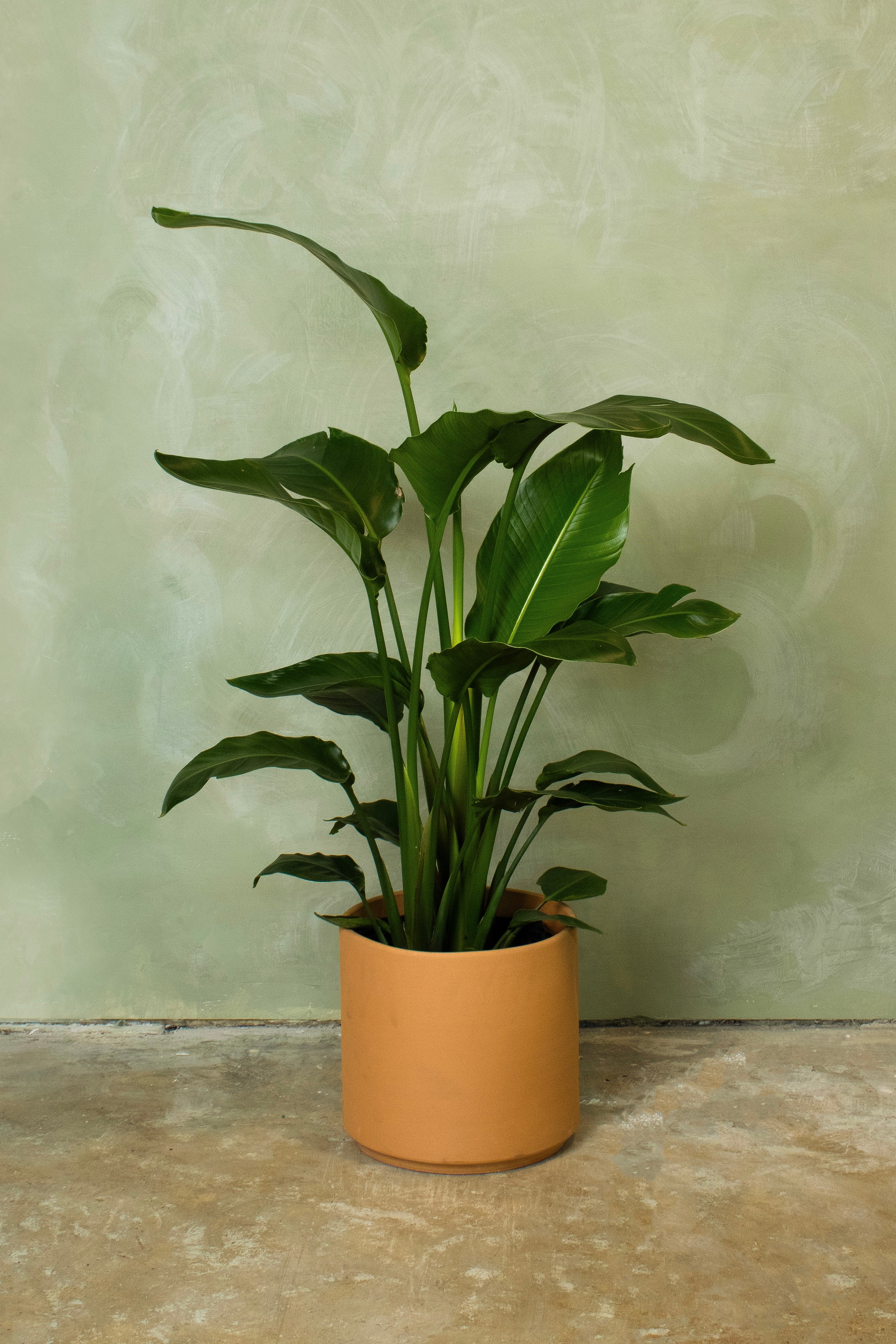 Potted 10" Bird of Paradise