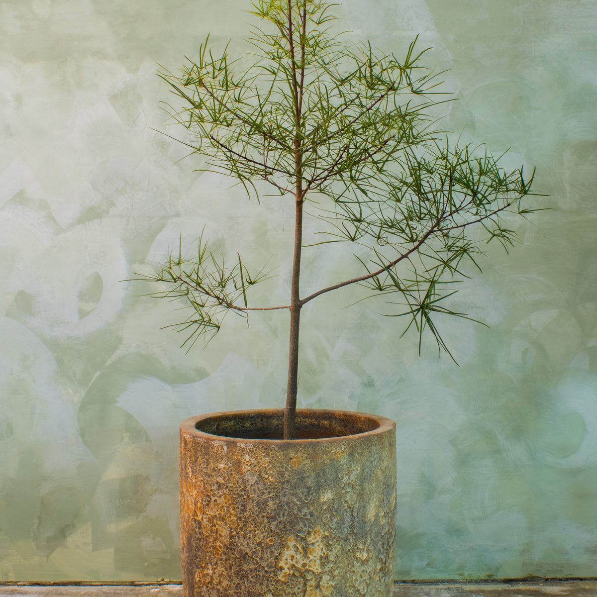 queensland bottle tree bonsai Australian Bottle Tree