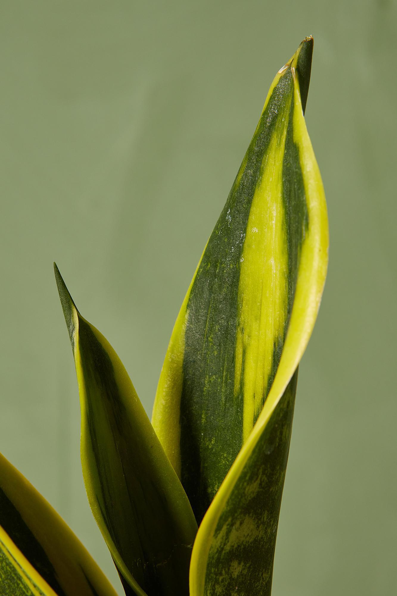 Snake Plant 'Flame'