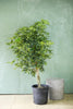 Umbrella Tree 'Trinette'