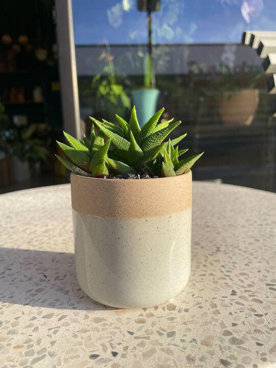 Grab & Grow