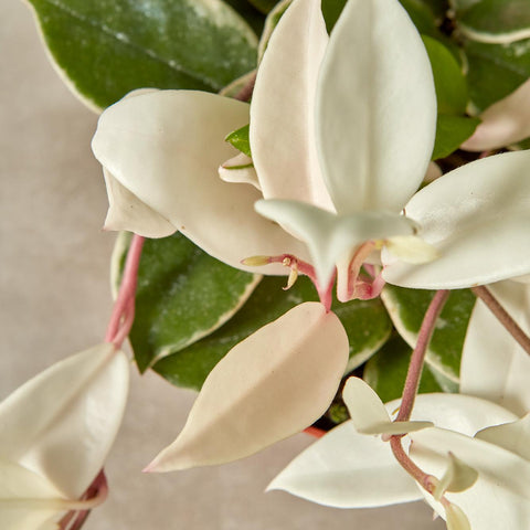 Hoya Krimson Queen