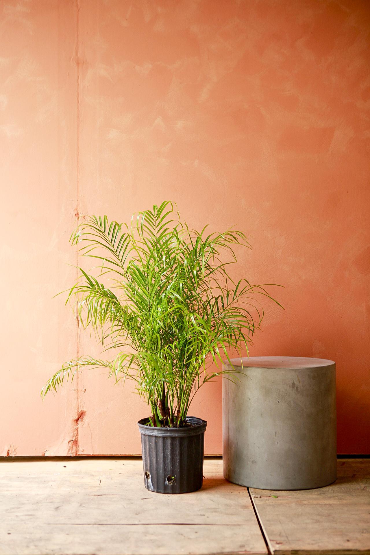 Dwarf Date Palm