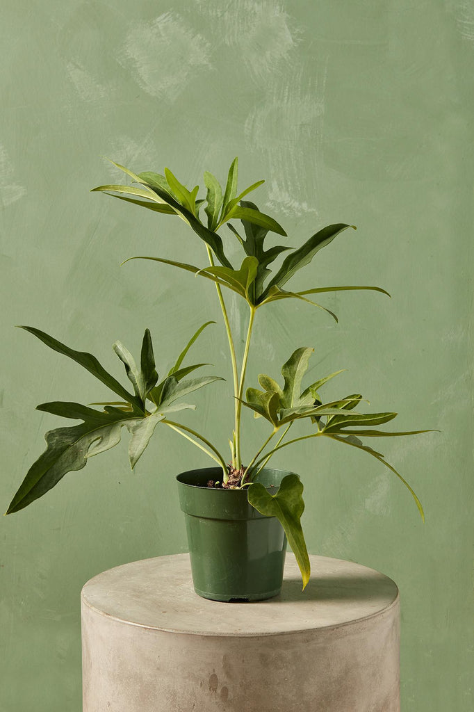 Anthurium podophyllum
