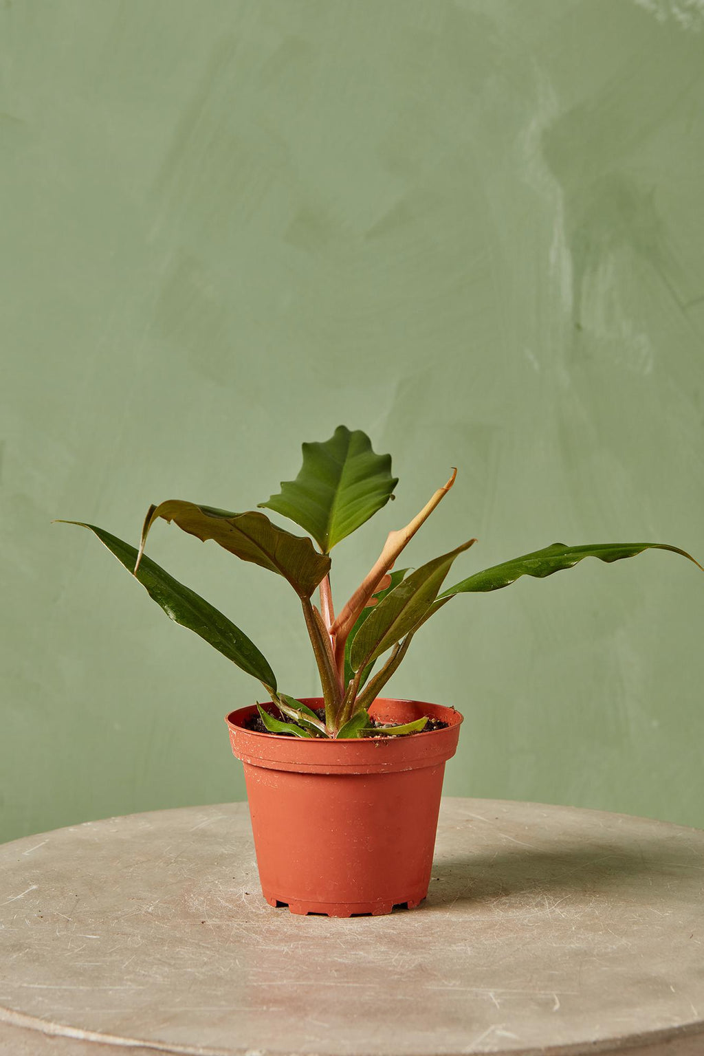 philodendron choco empress scientific name Philodendron 'Choco Empress'
