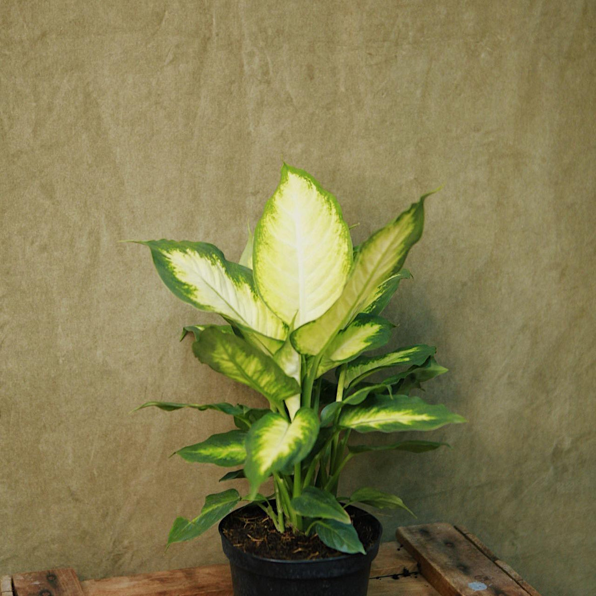 Dieffenbachia 'Camille' 4