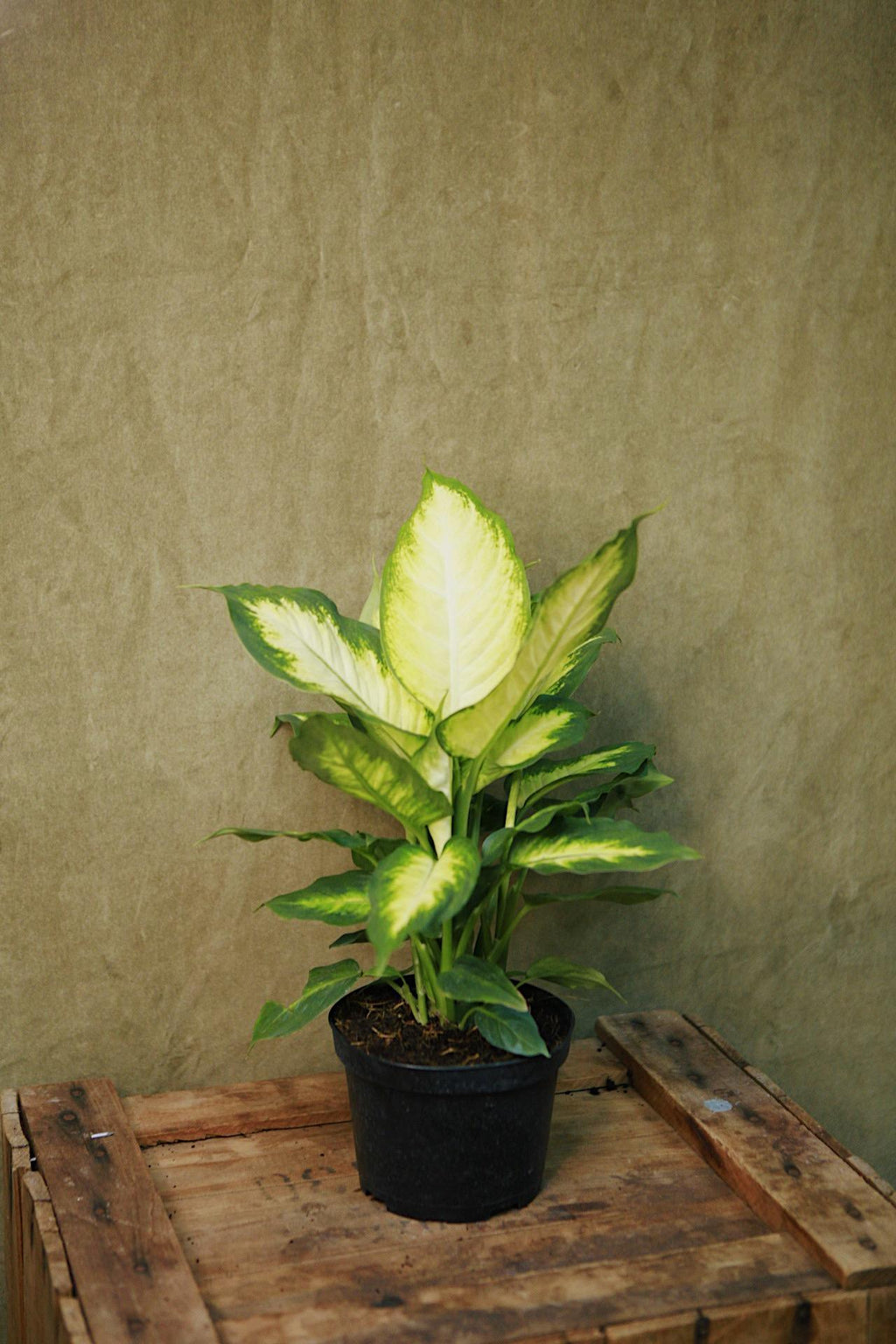 dieffenbachia camilla plant Dieffenbachia 'Camille'