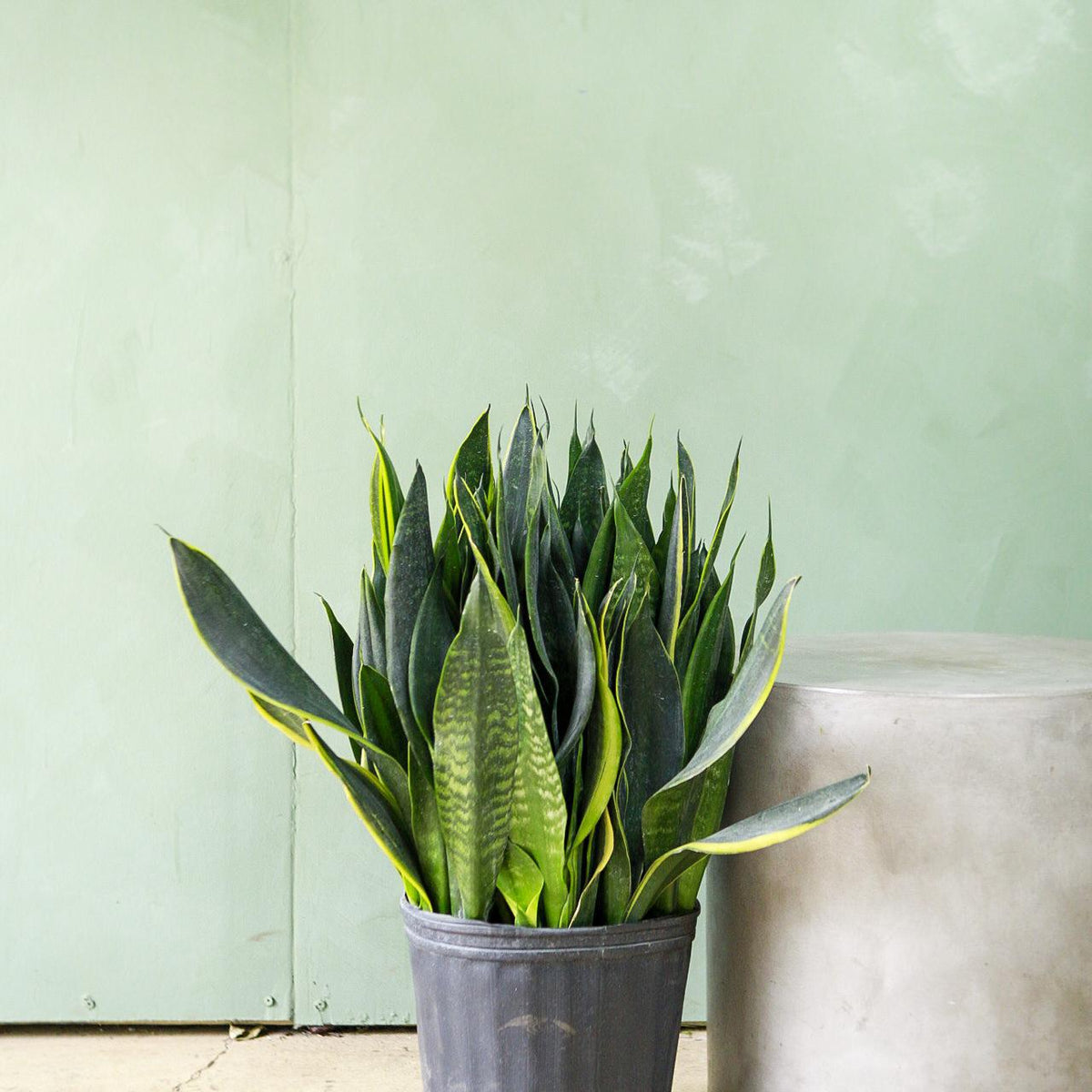 Snake Plant 'Black Moon'