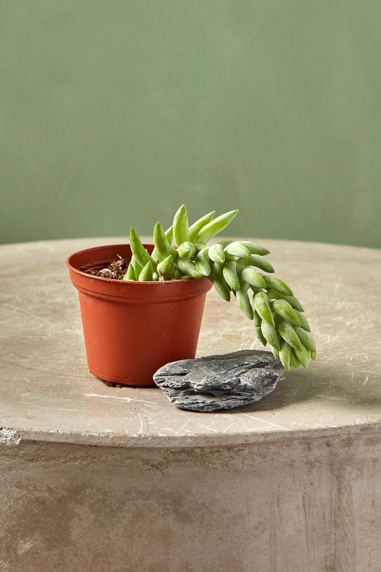 Burro's Tail